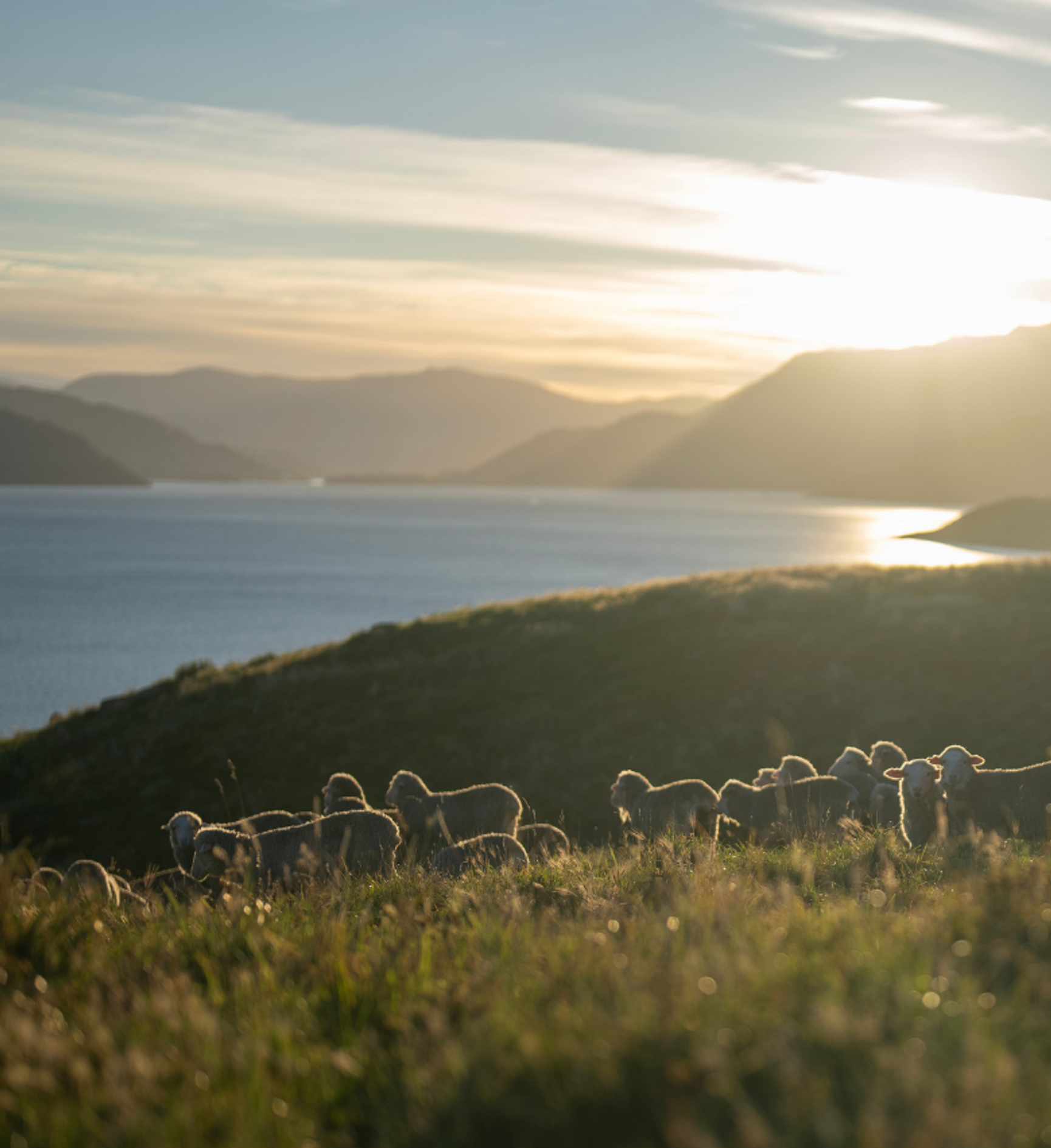 Zentera Wool Sheep Aclima