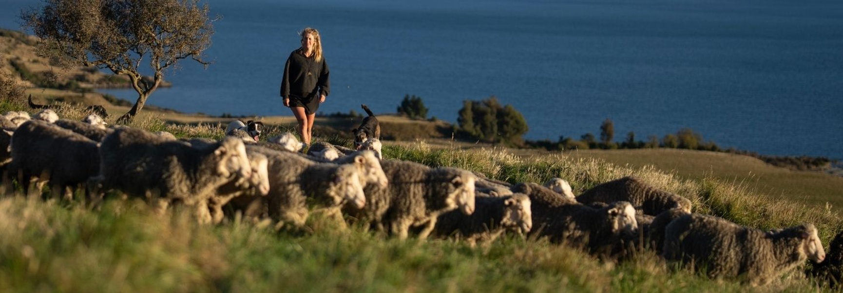 ZQ Merinowolle Aclima 