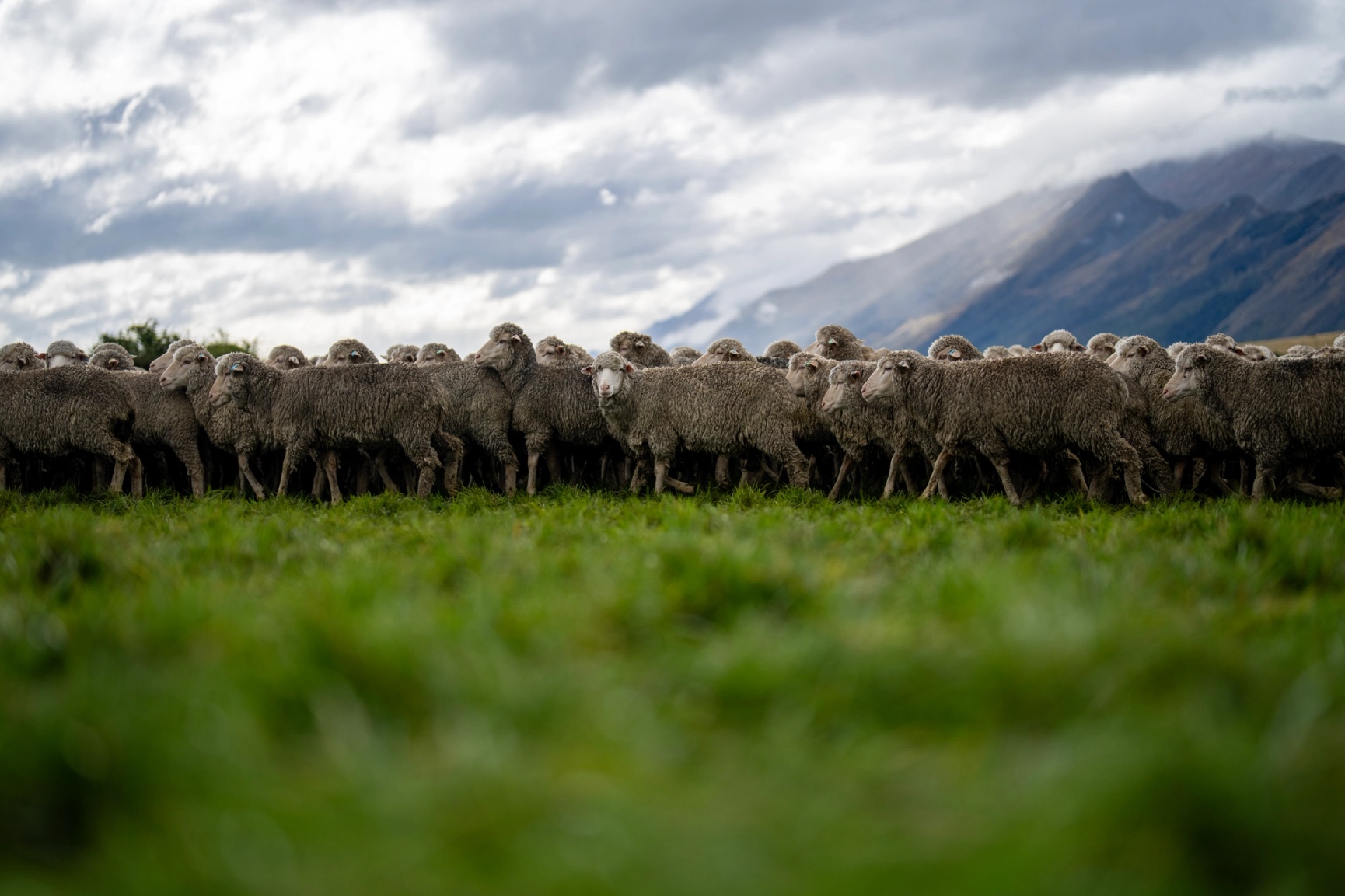 ZQ Merinowolle Aclima