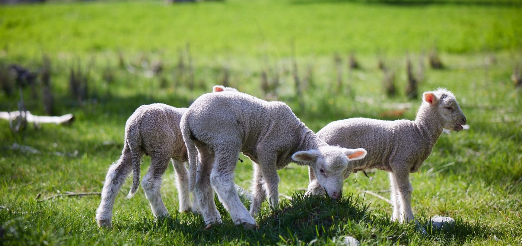 ZQ Merinowolle Aclima 