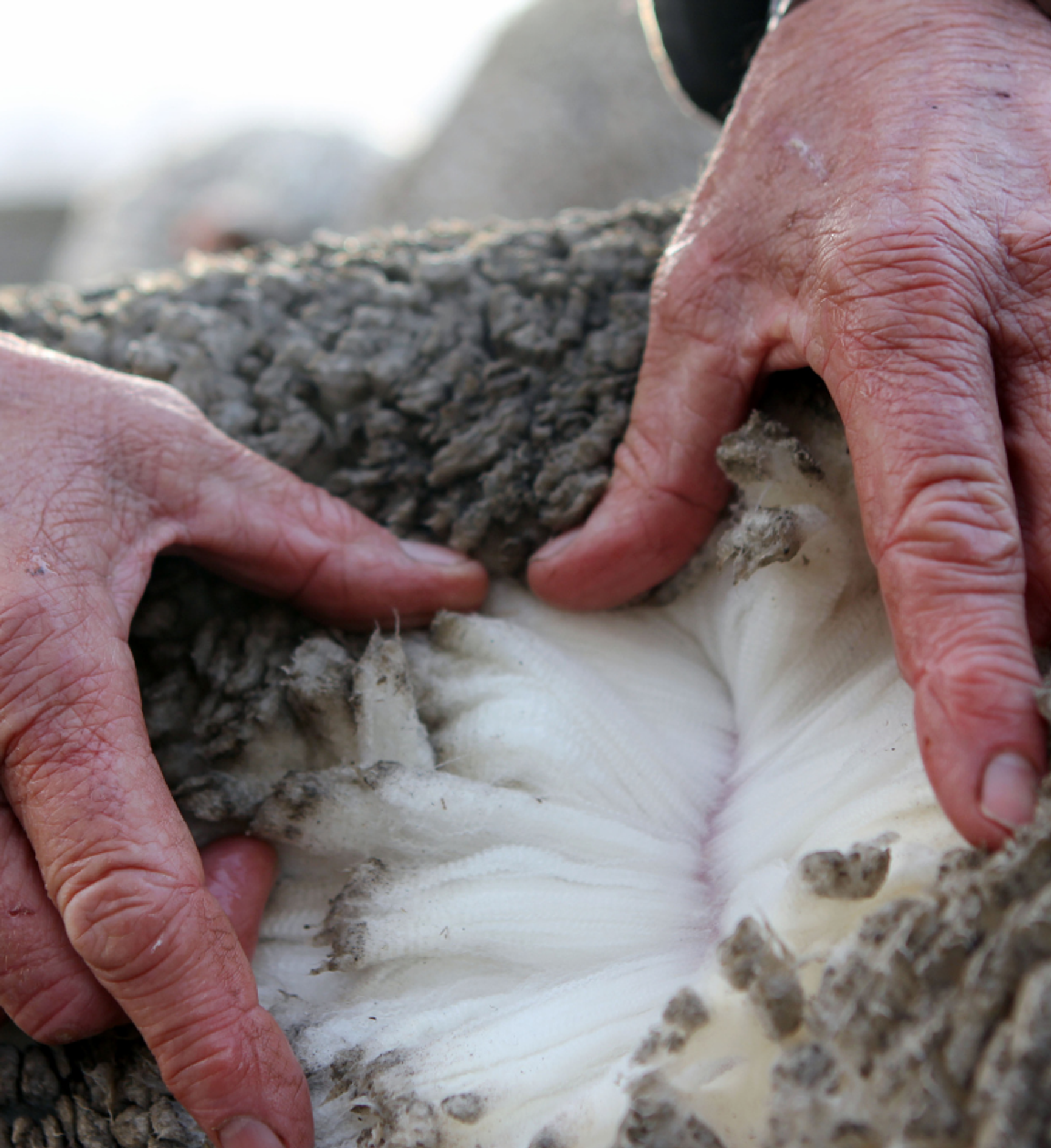 Aclima Merinowollschafe