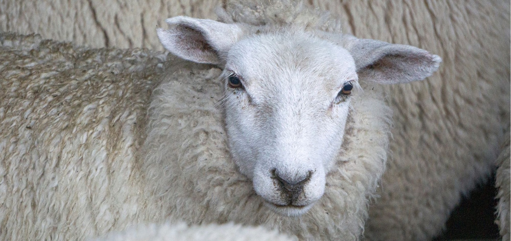 ZQ Merinowolle Aclima 