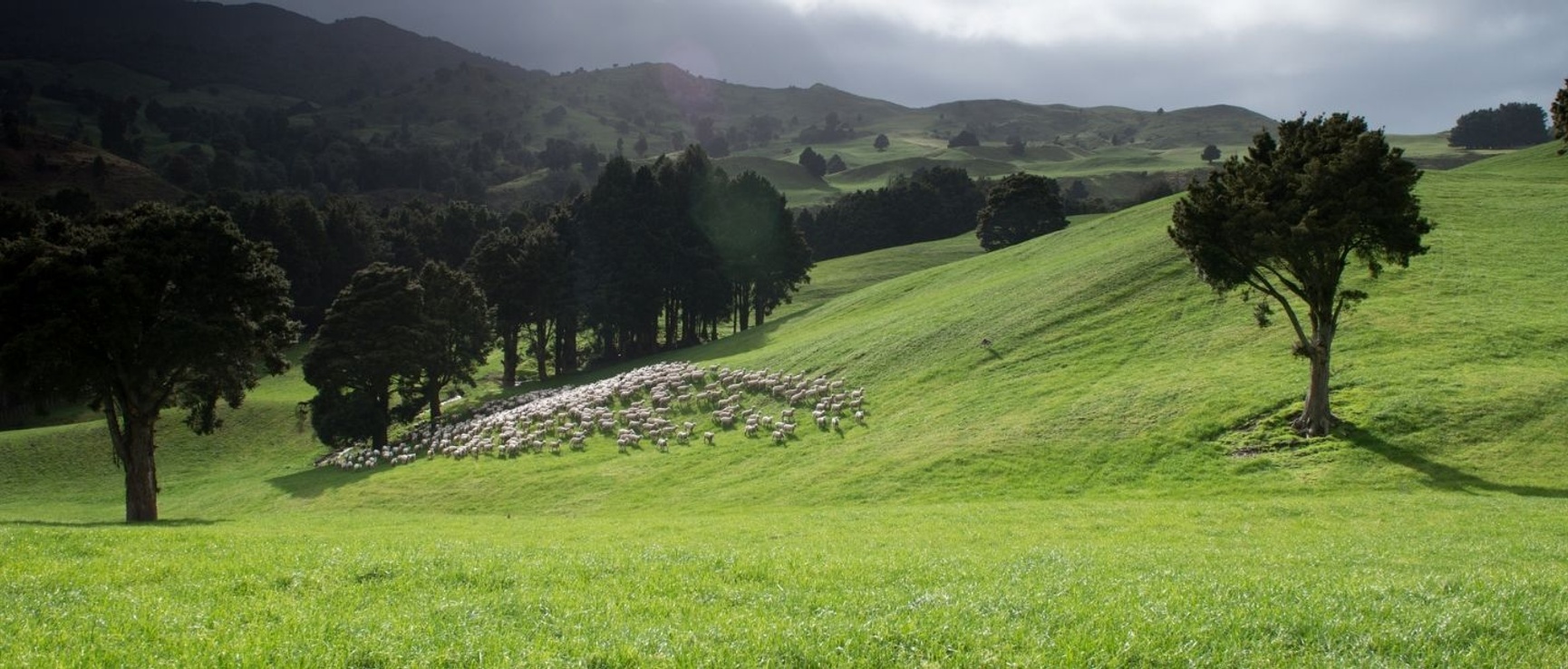 ZQ Merinowolle Schafe Aclima 