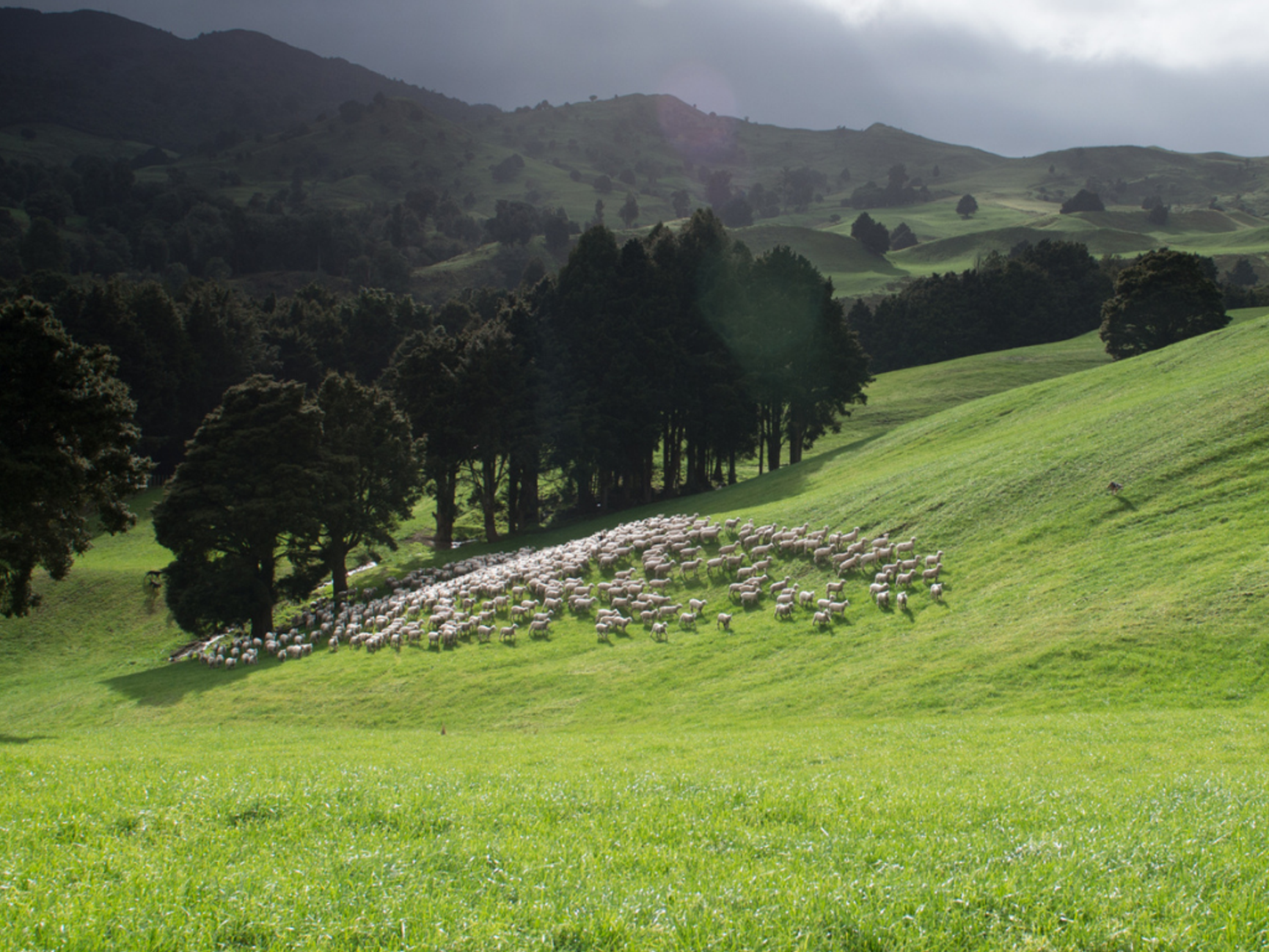 Zentera Wool Sheep Aclima