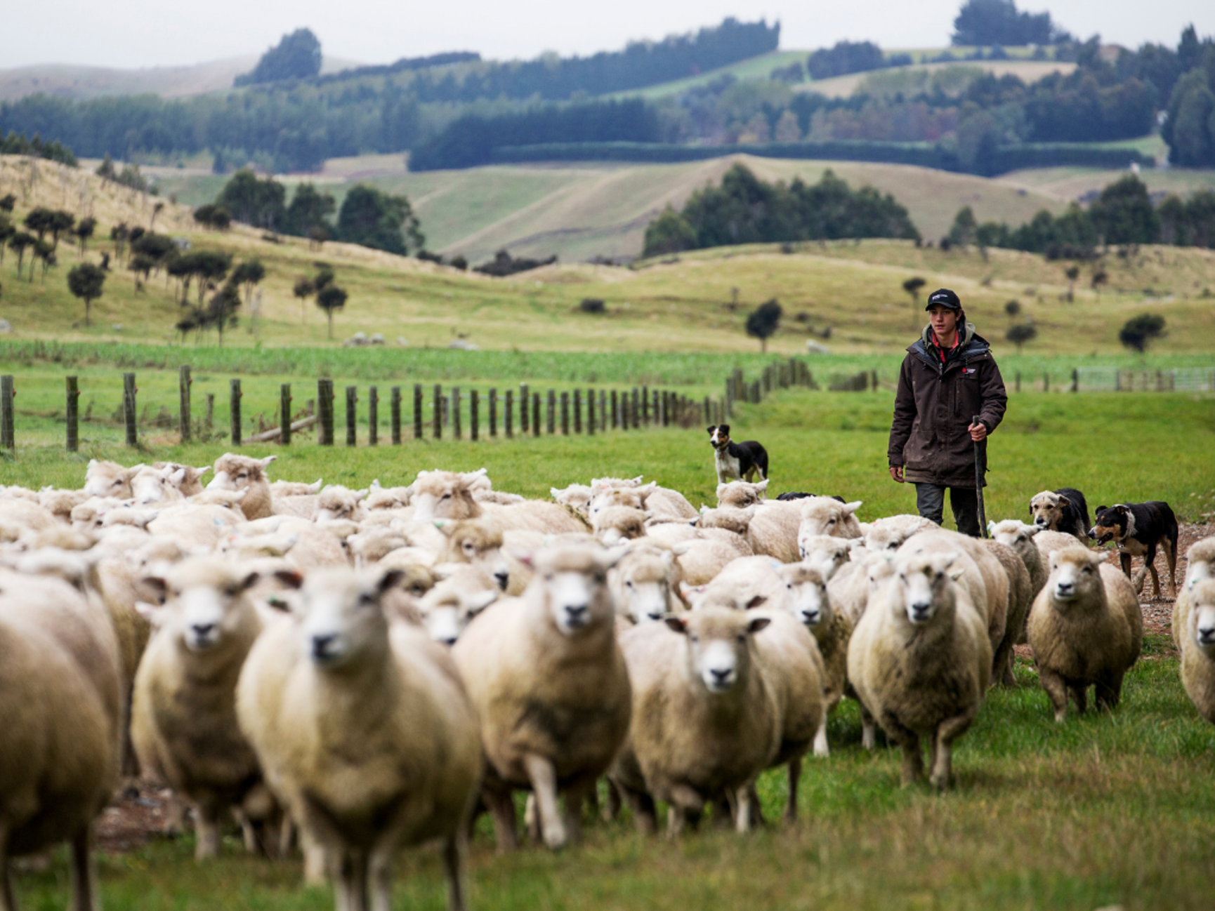 Merino ull sau og farmer