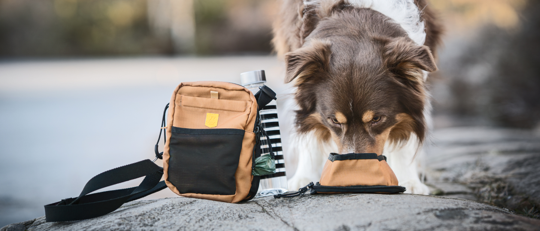 hund som äter