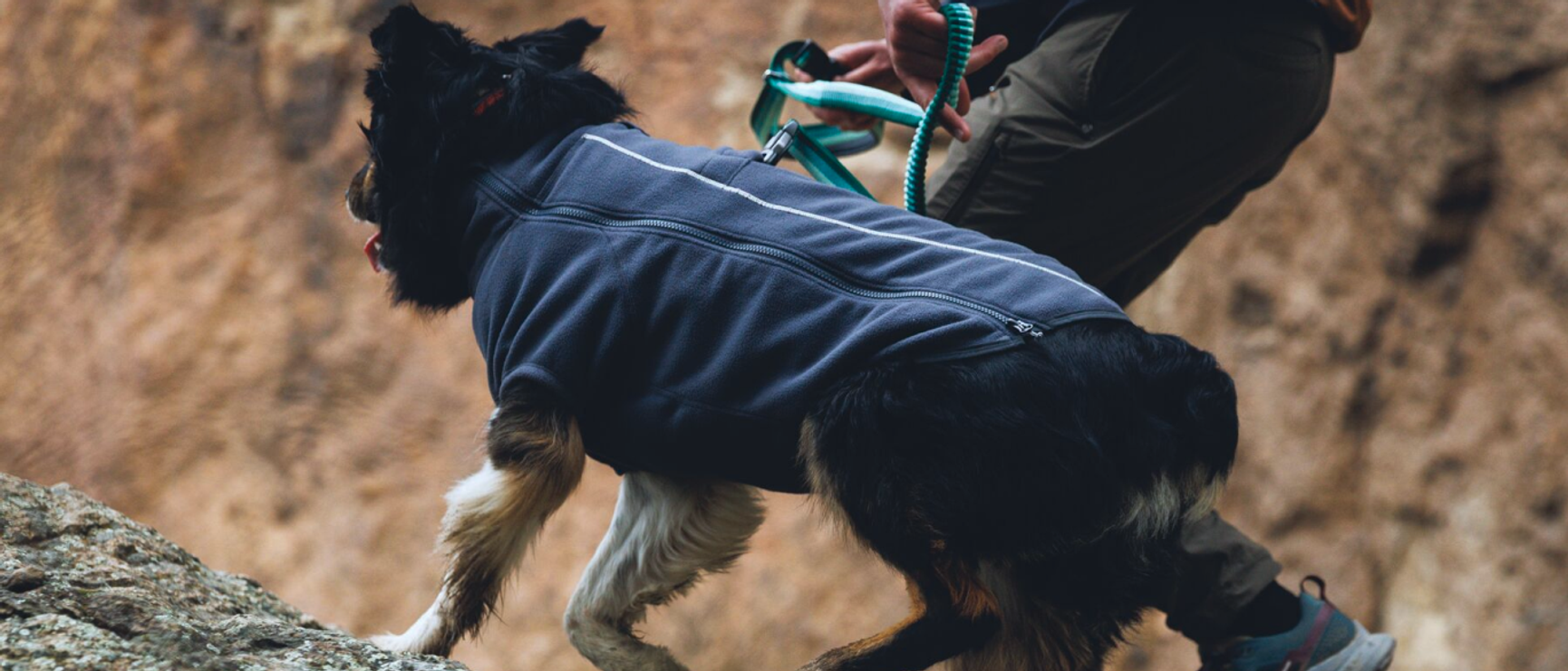 Hund Gensere