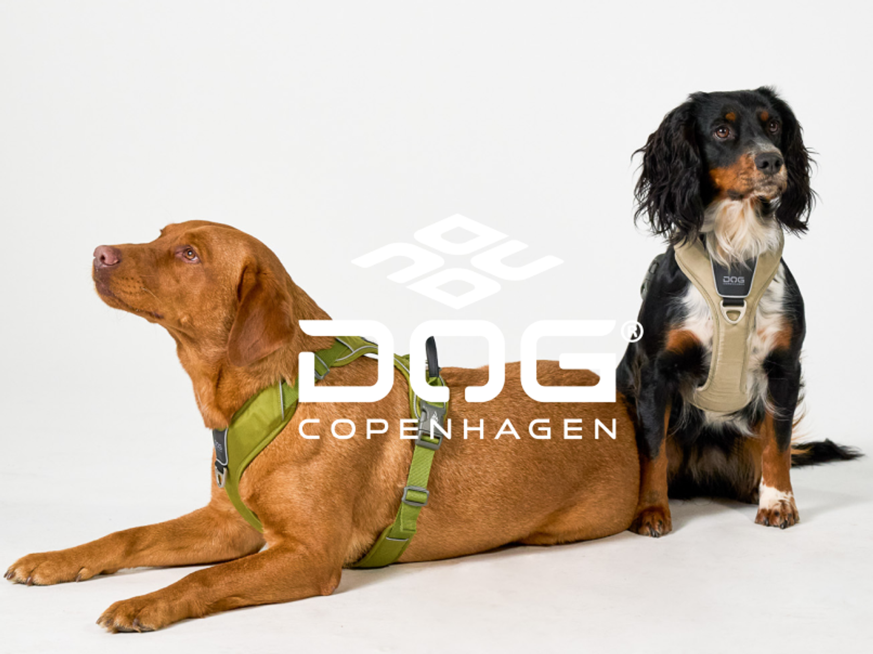 Dog Copenhagen
