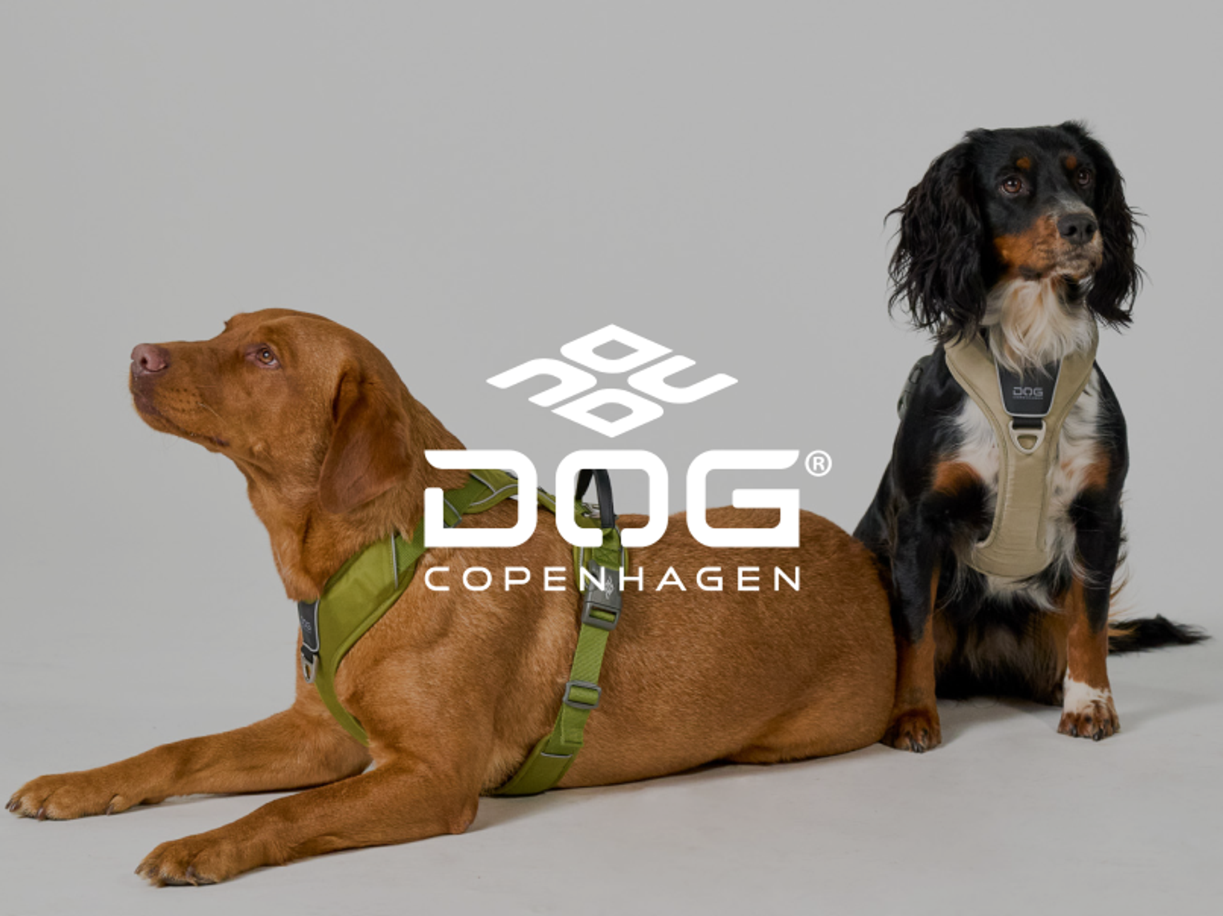 Dog Copenhagen