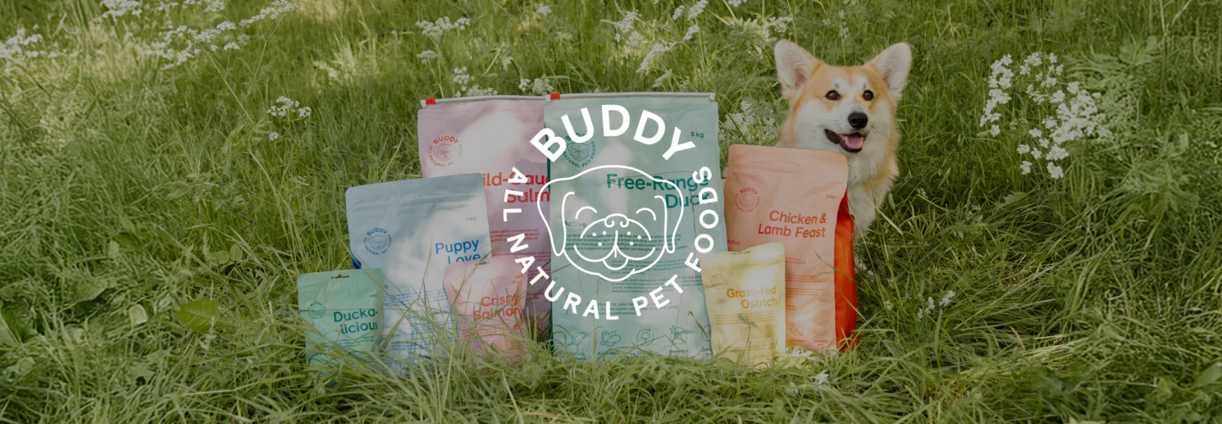 Buddy Hero