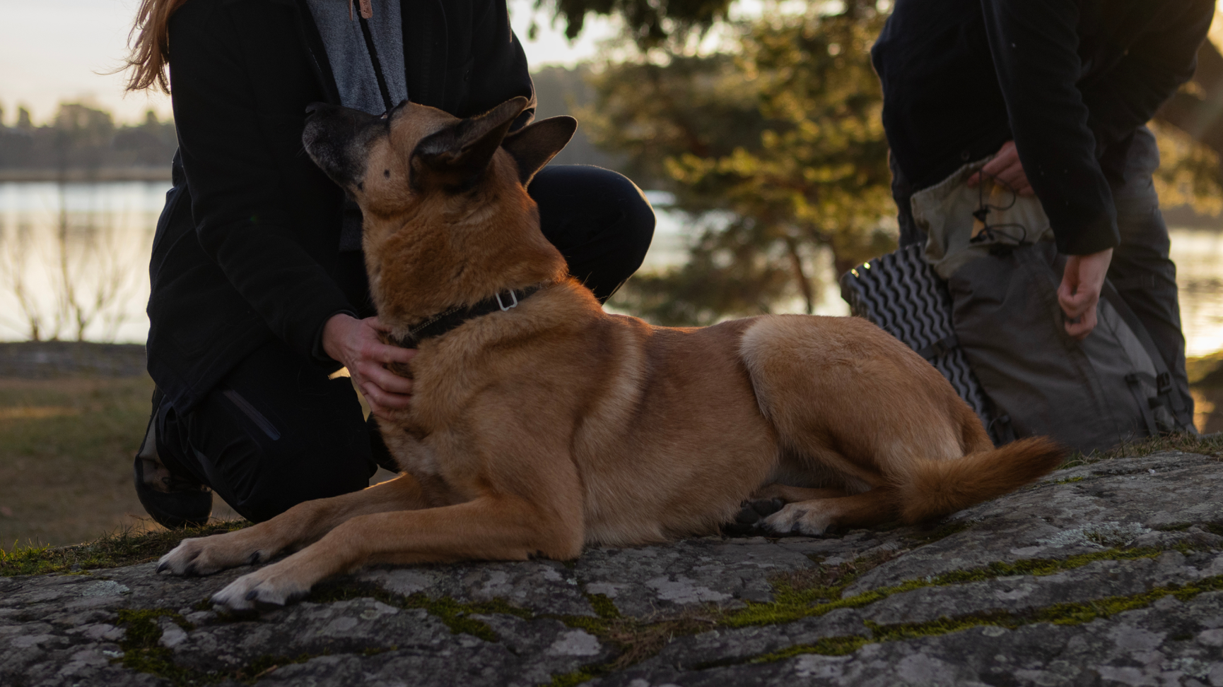Hund