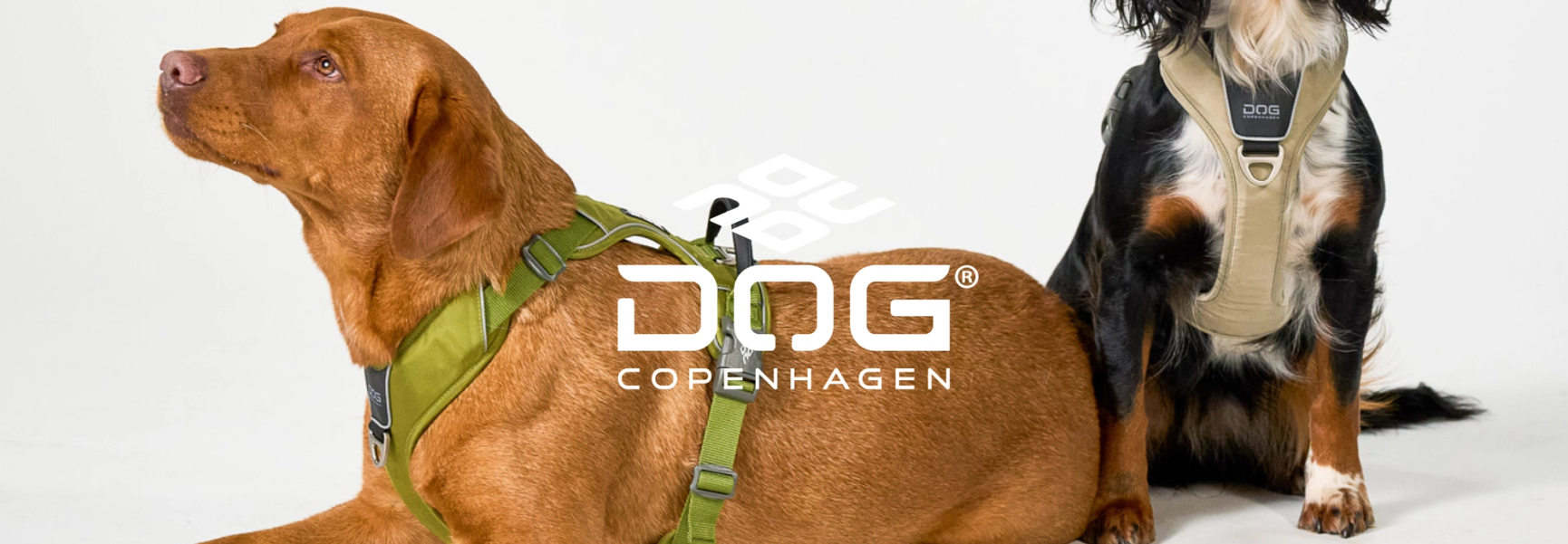Dog Copenhagen