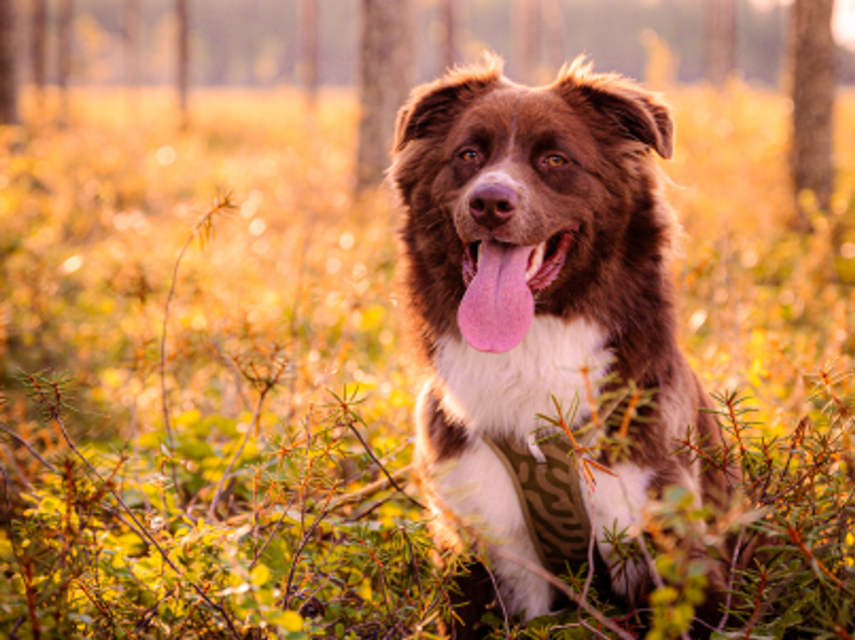 Hund som är i skogen