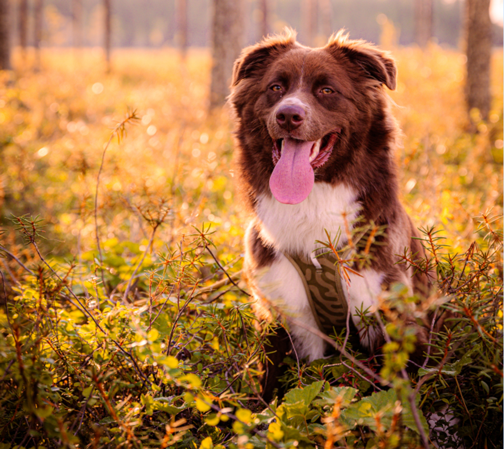 Hund som är i skogen
