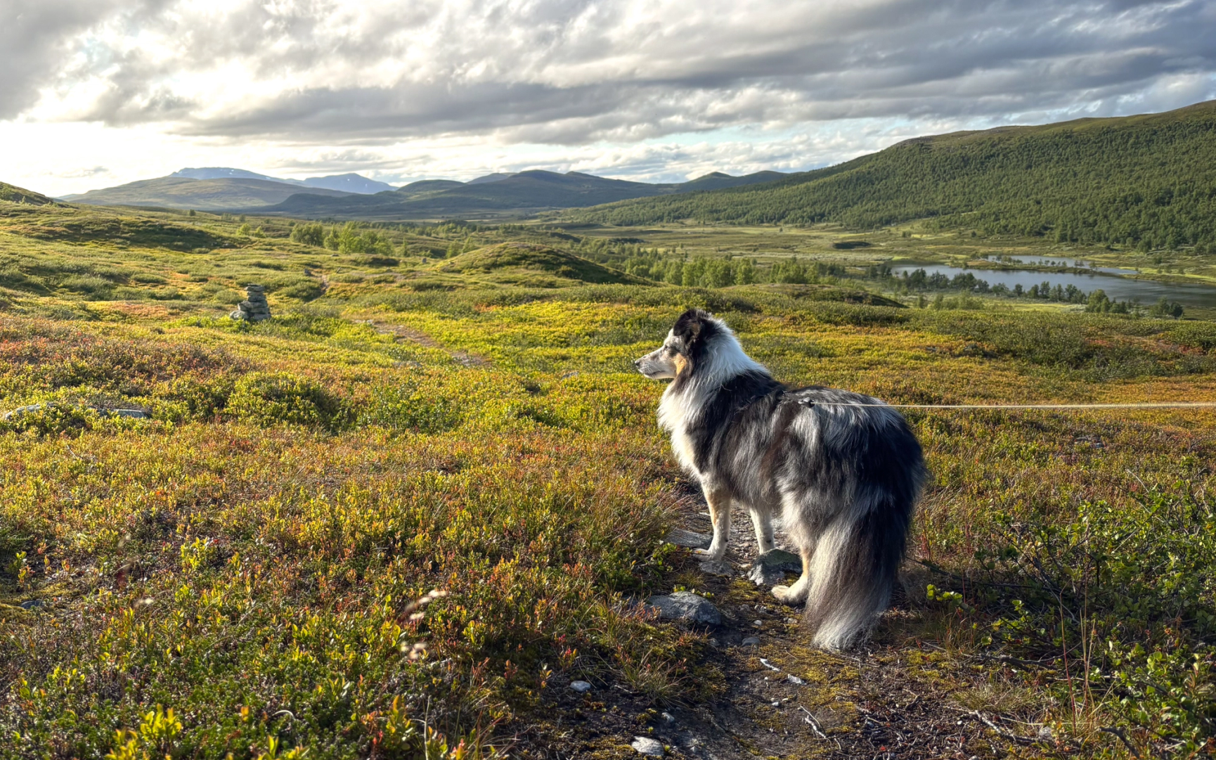 Hund på fjäll