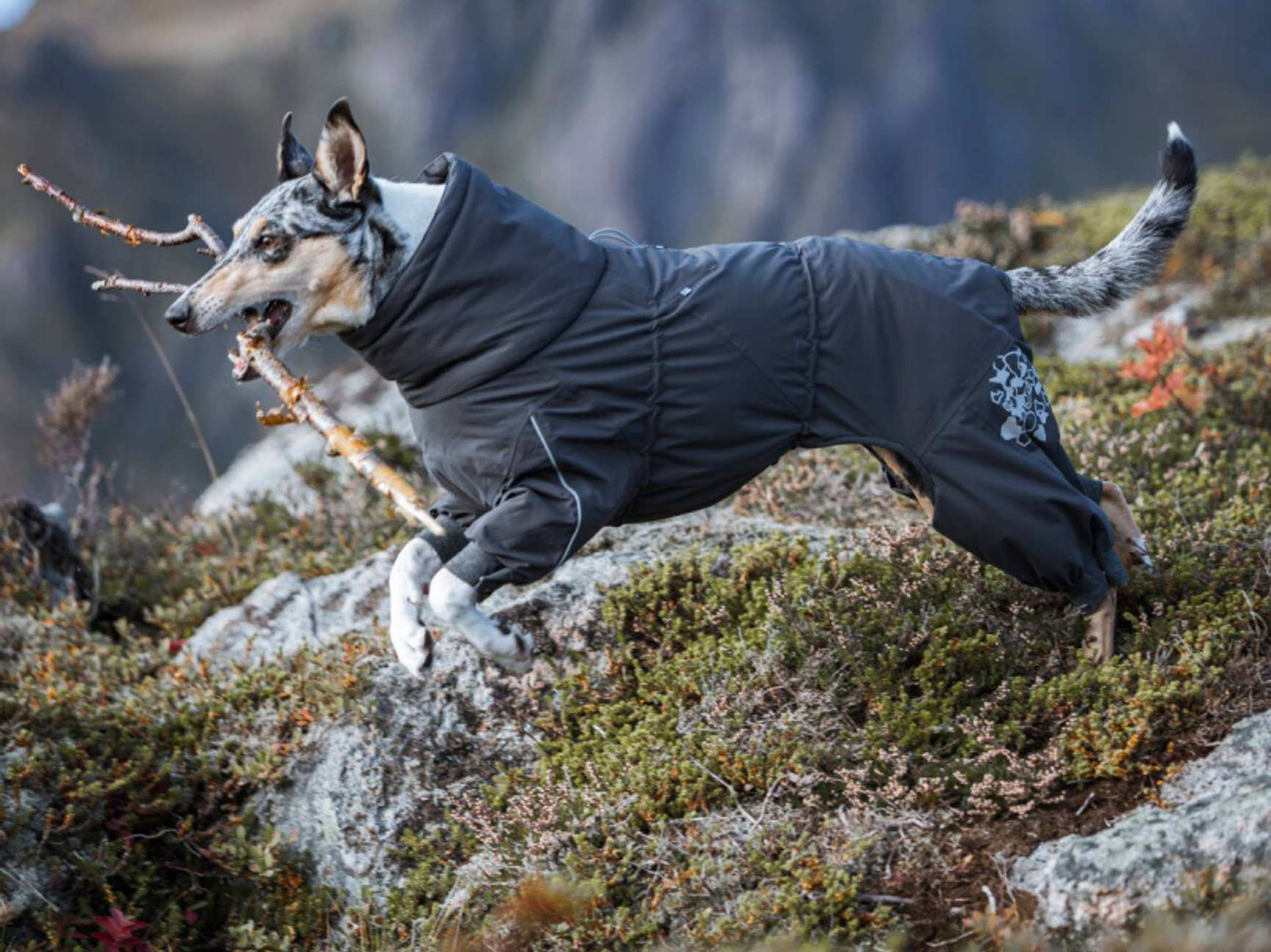 Hund med vintertäcke