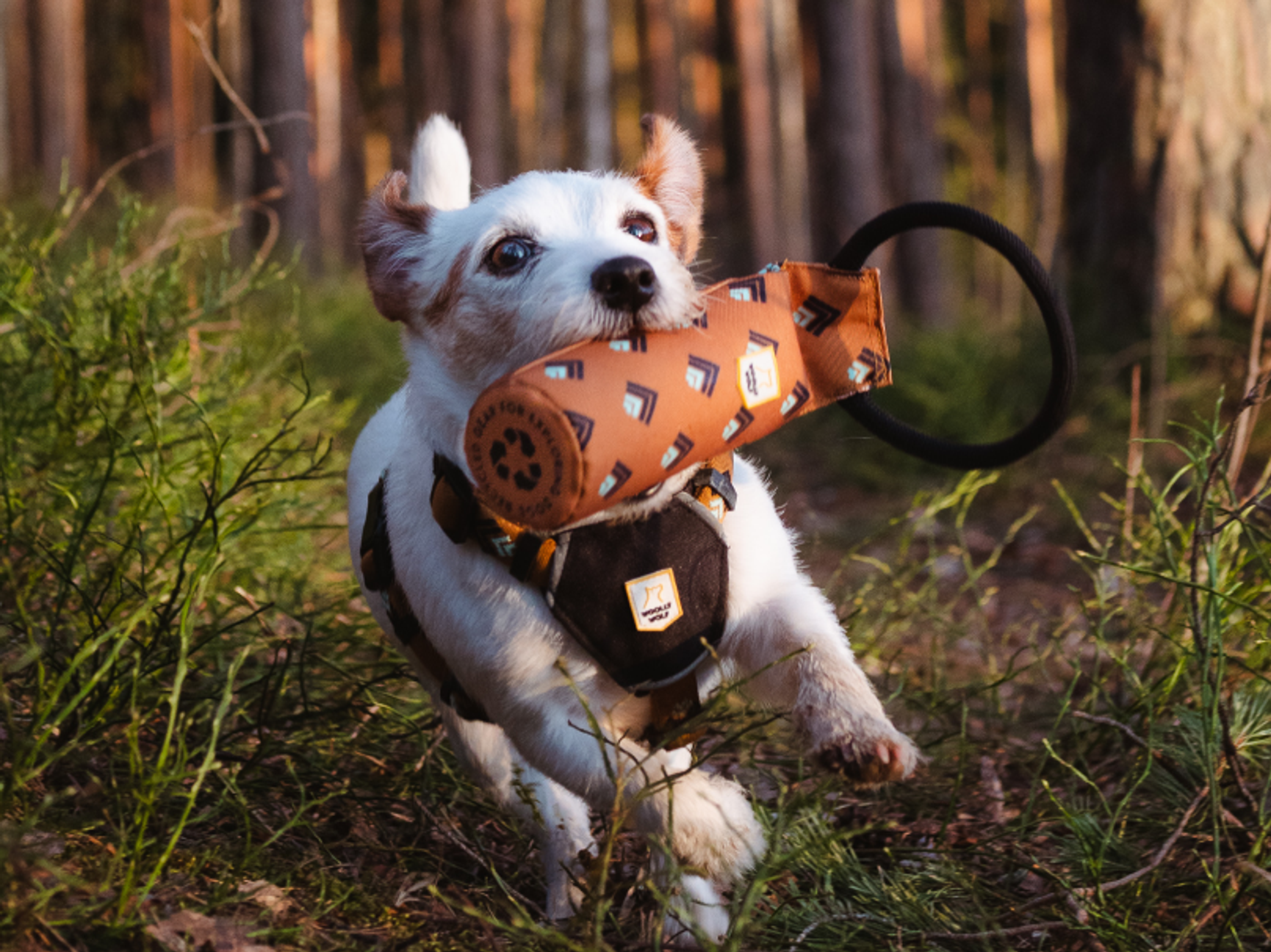hund med leksak i munnen som springer i skogen
