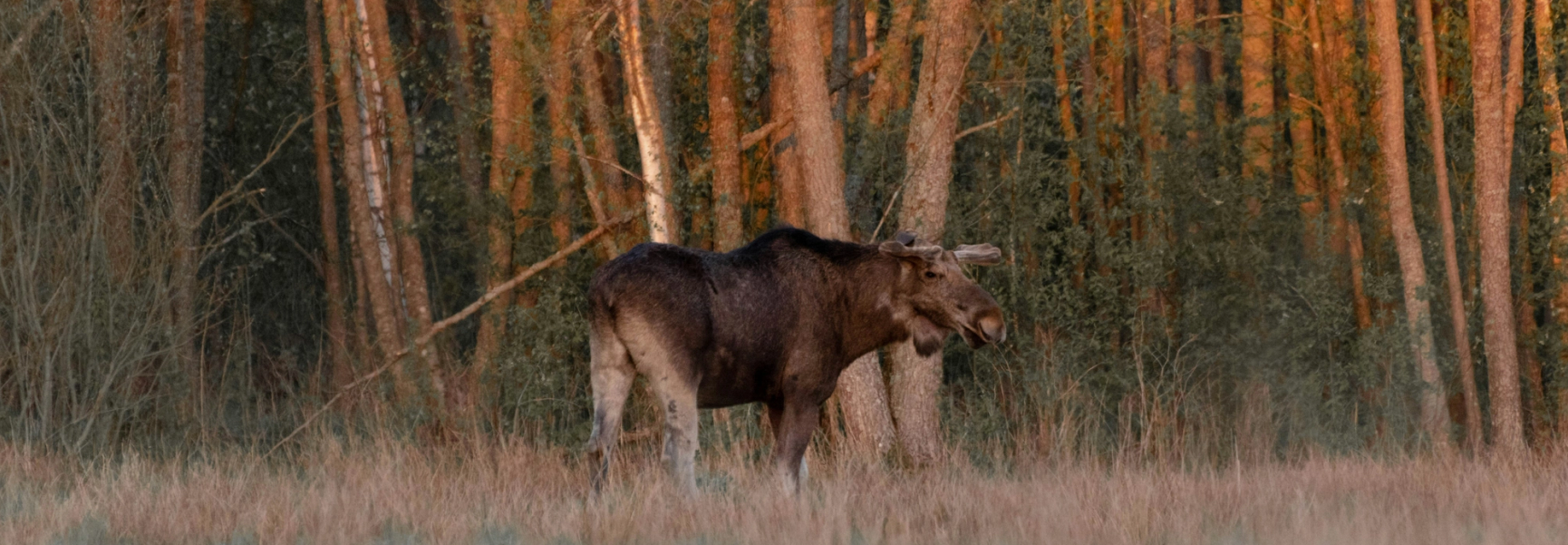 Älg i skogen