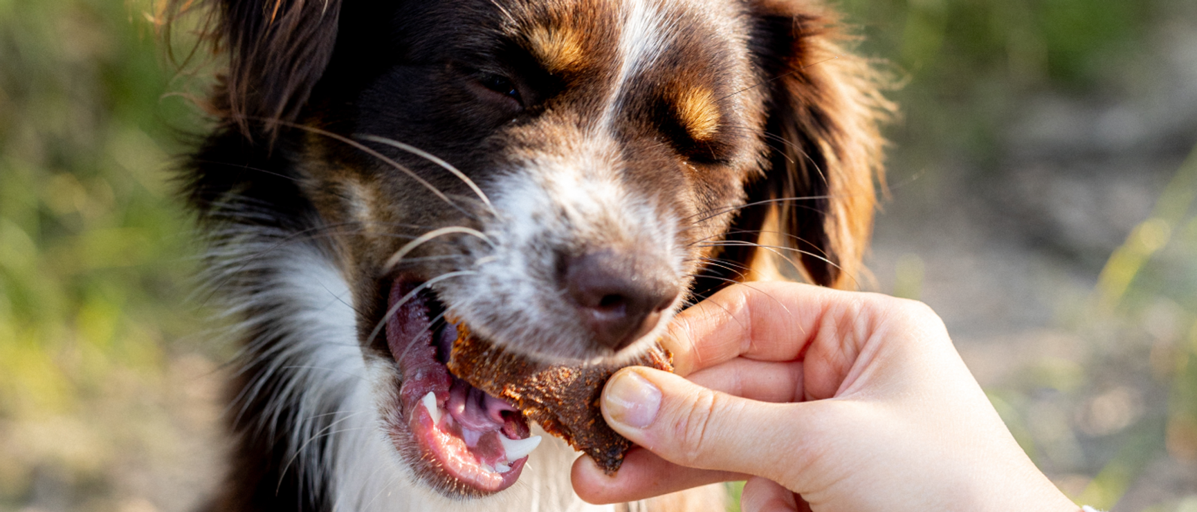 hund som äter hundgodis