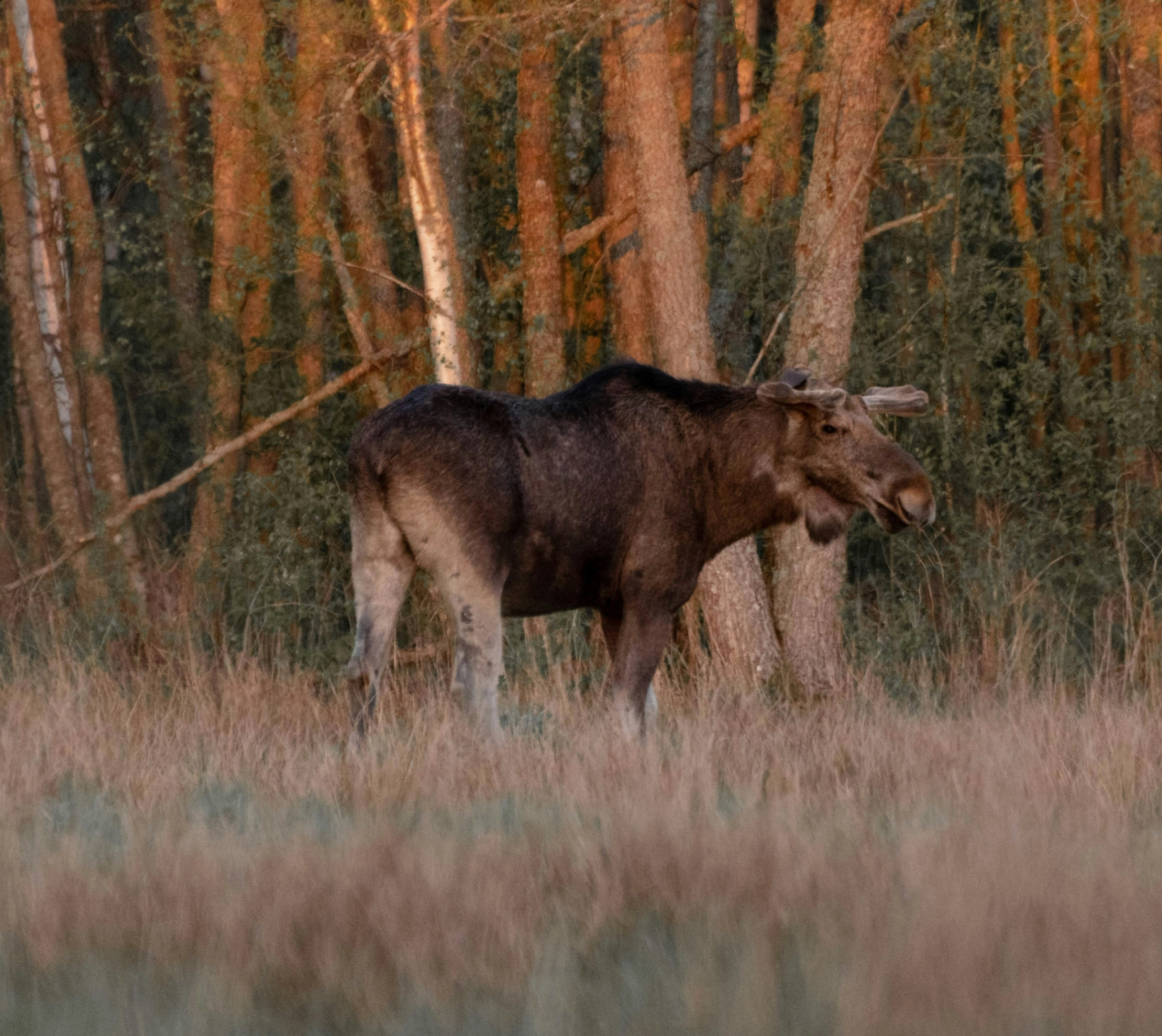 Älg i skog