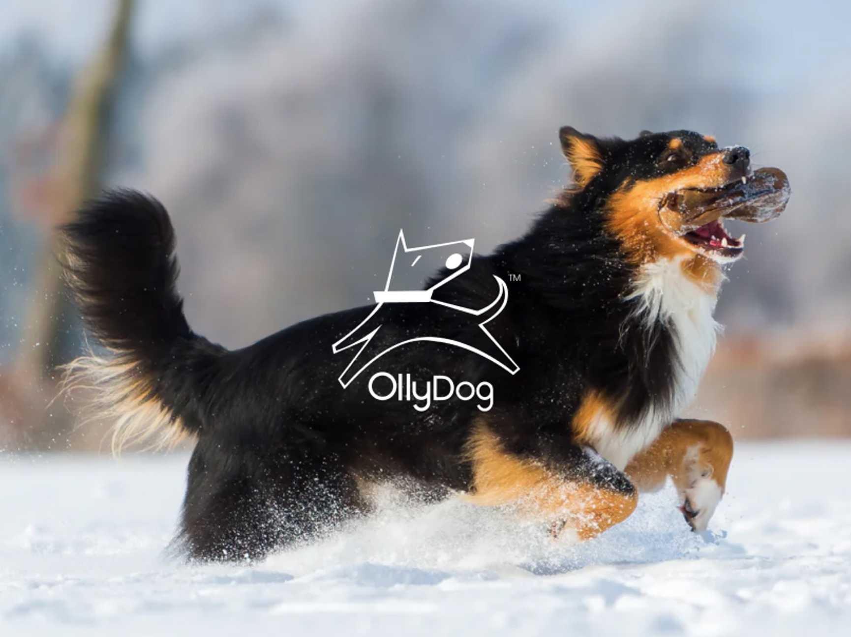 OllyDog