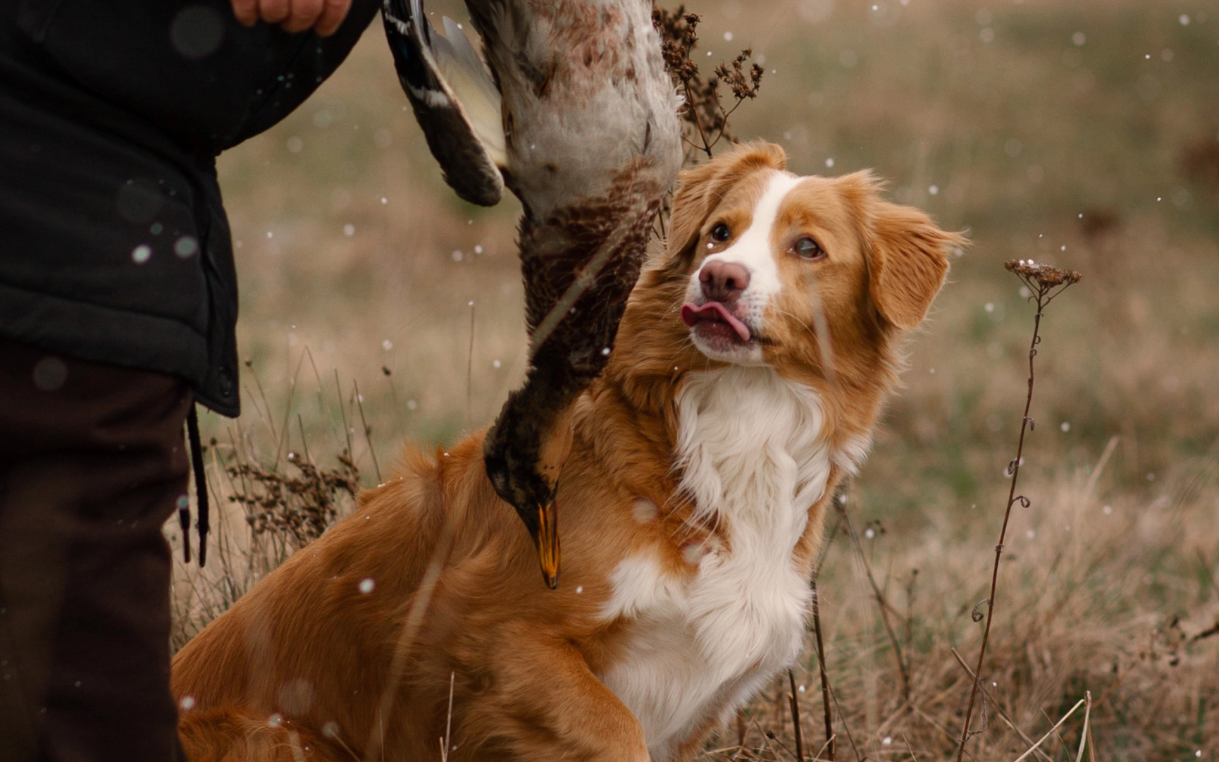 Glad hund