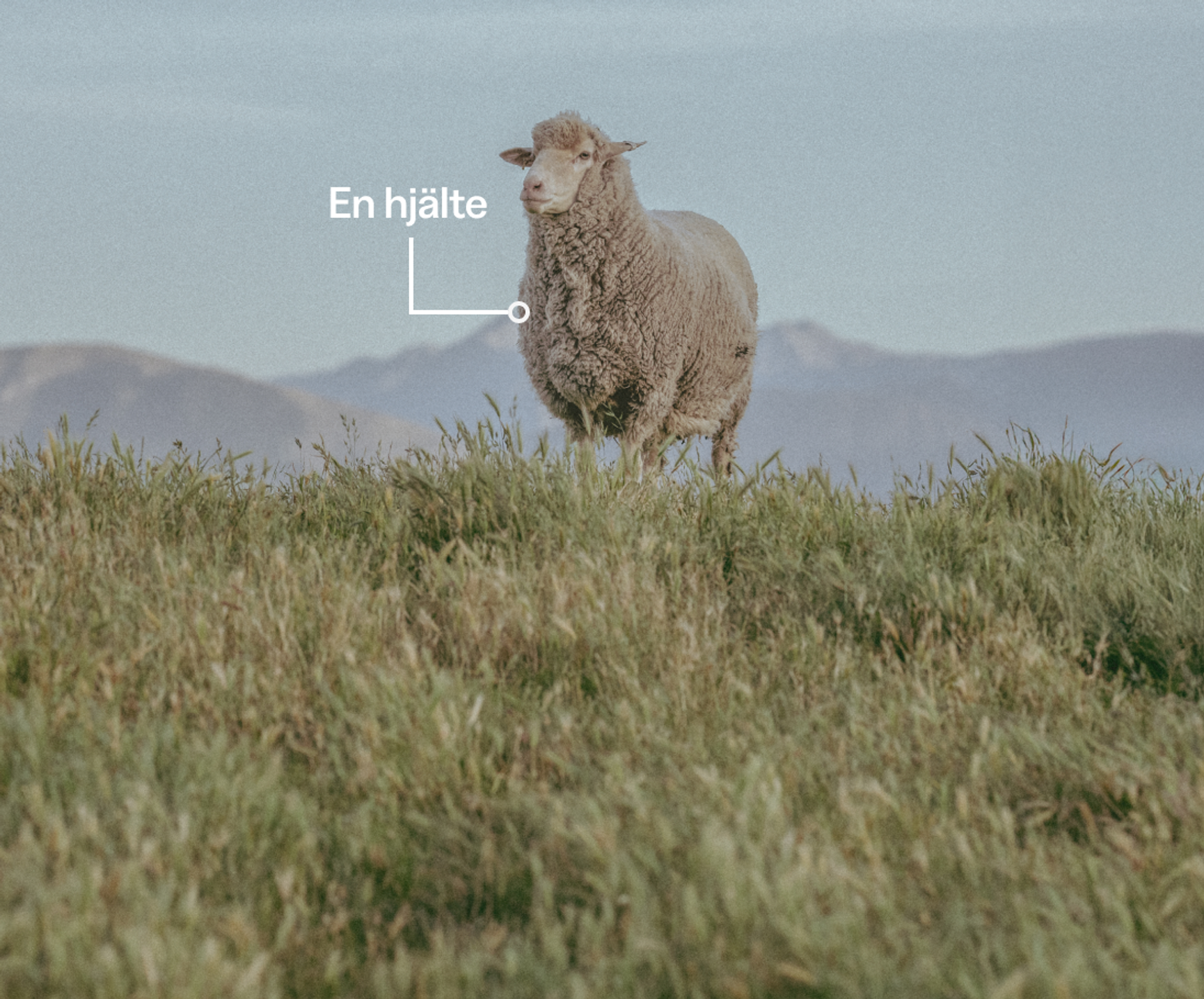 Får vid en äng