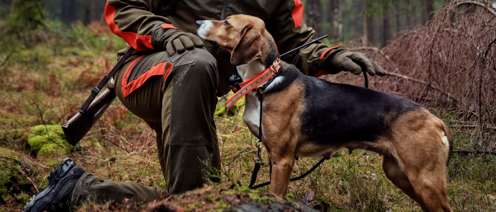 Koira metsässä