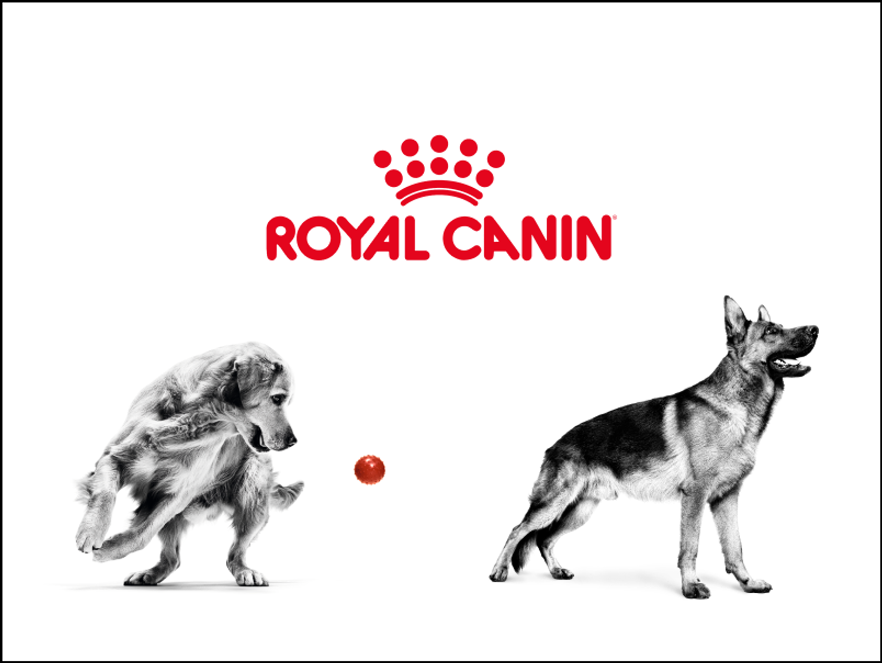 Royal Canin