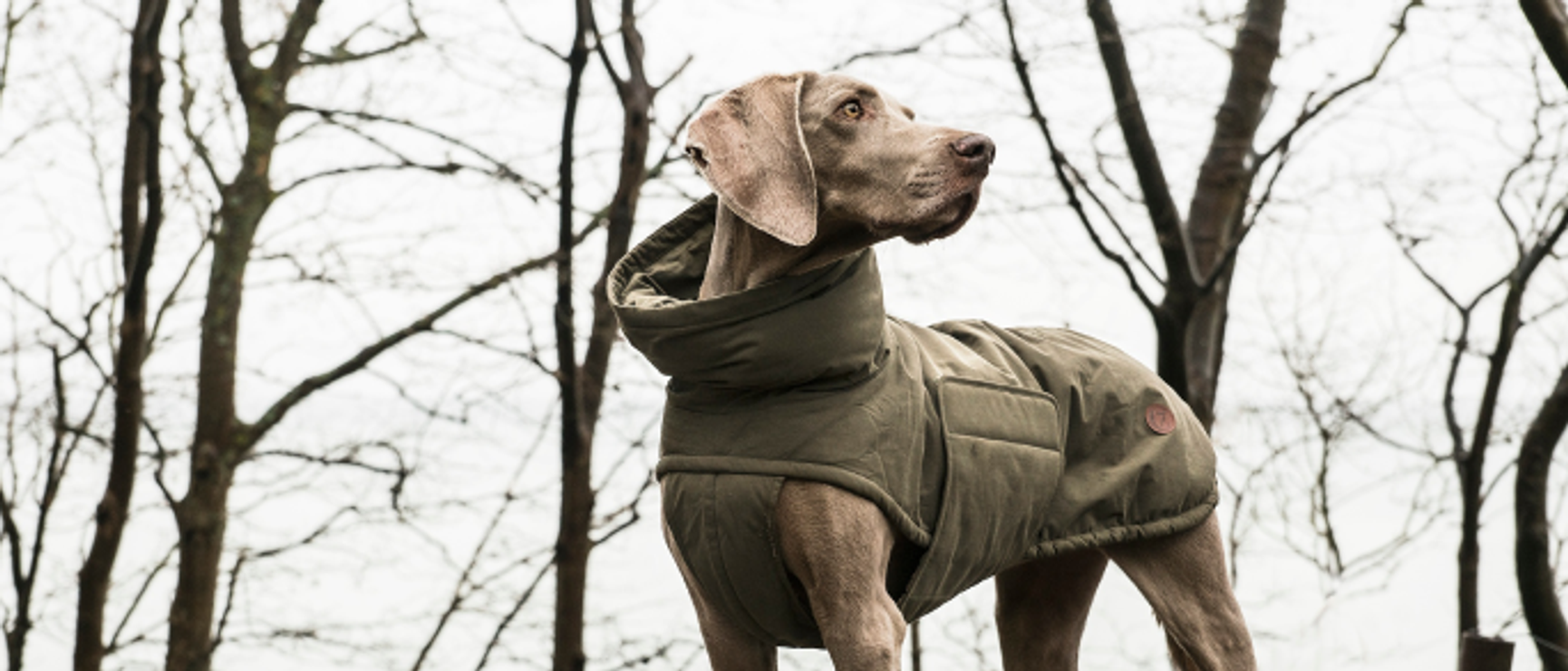 hund med hundtäcke i skogen