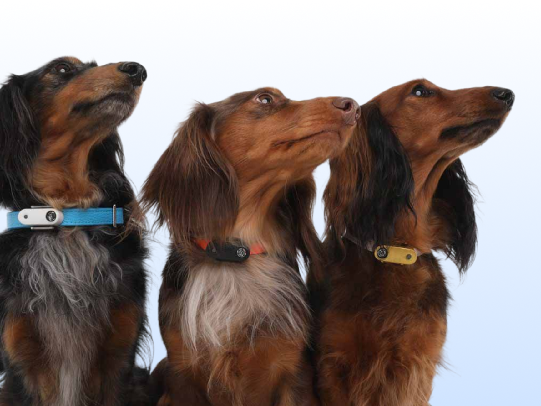 fästing för hund