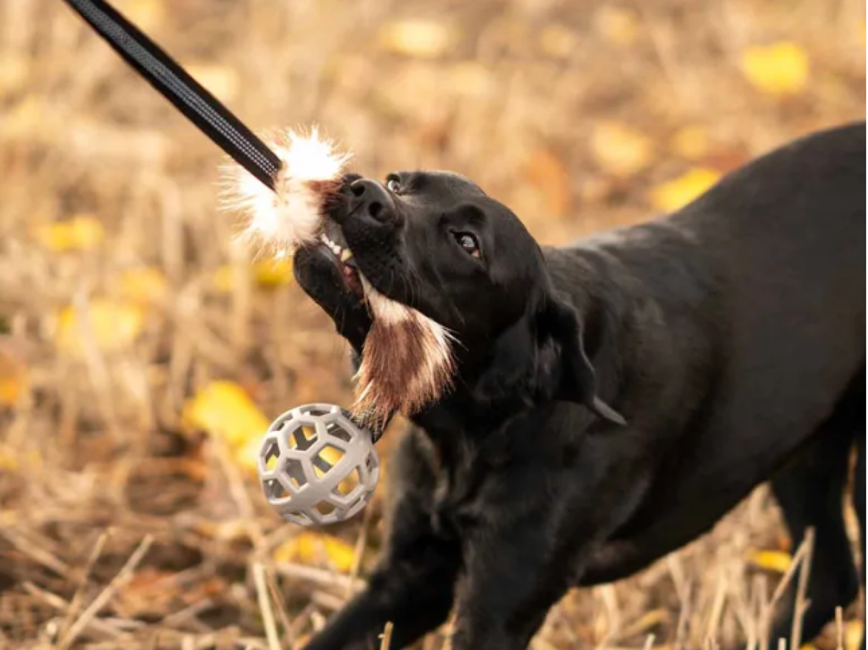 Hundträning