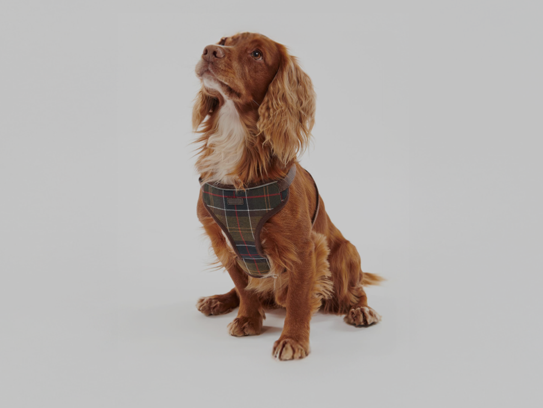 Barbour hund