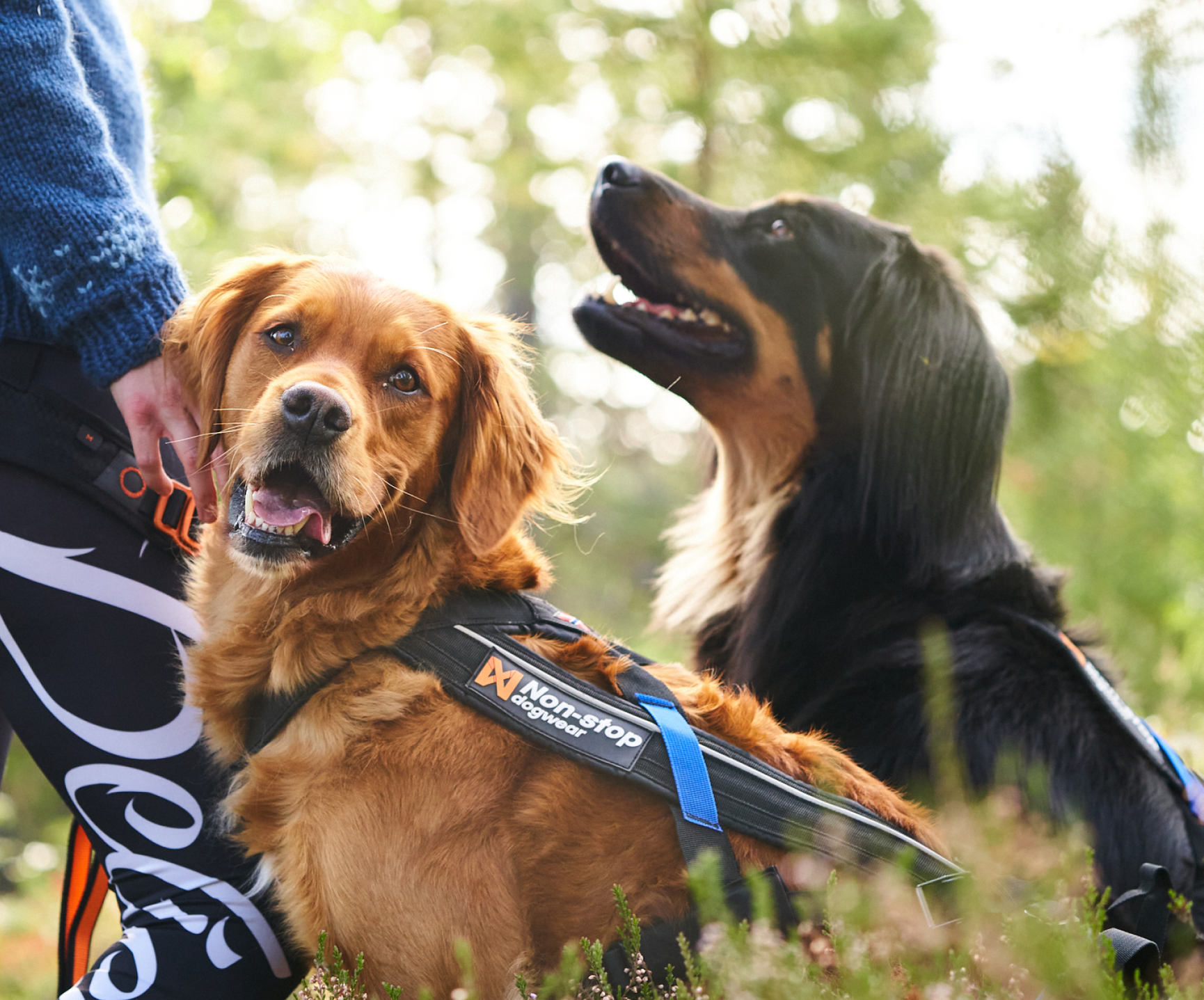 Hund och ägare glada