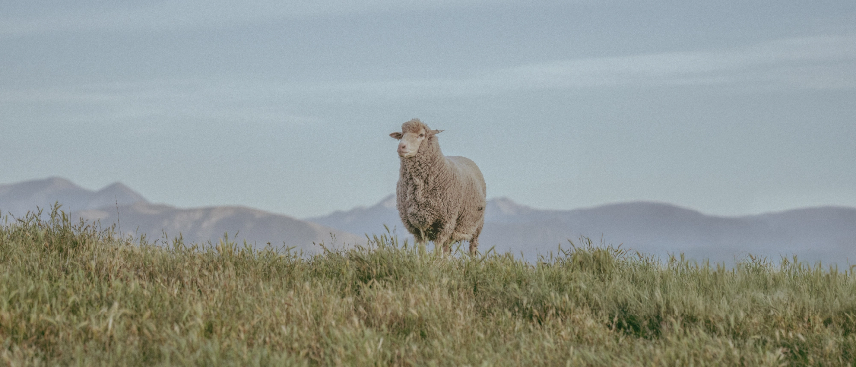 Merino guide