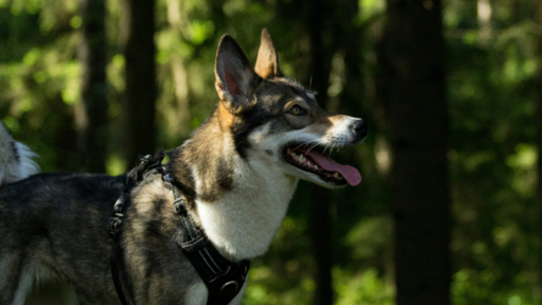 Hund