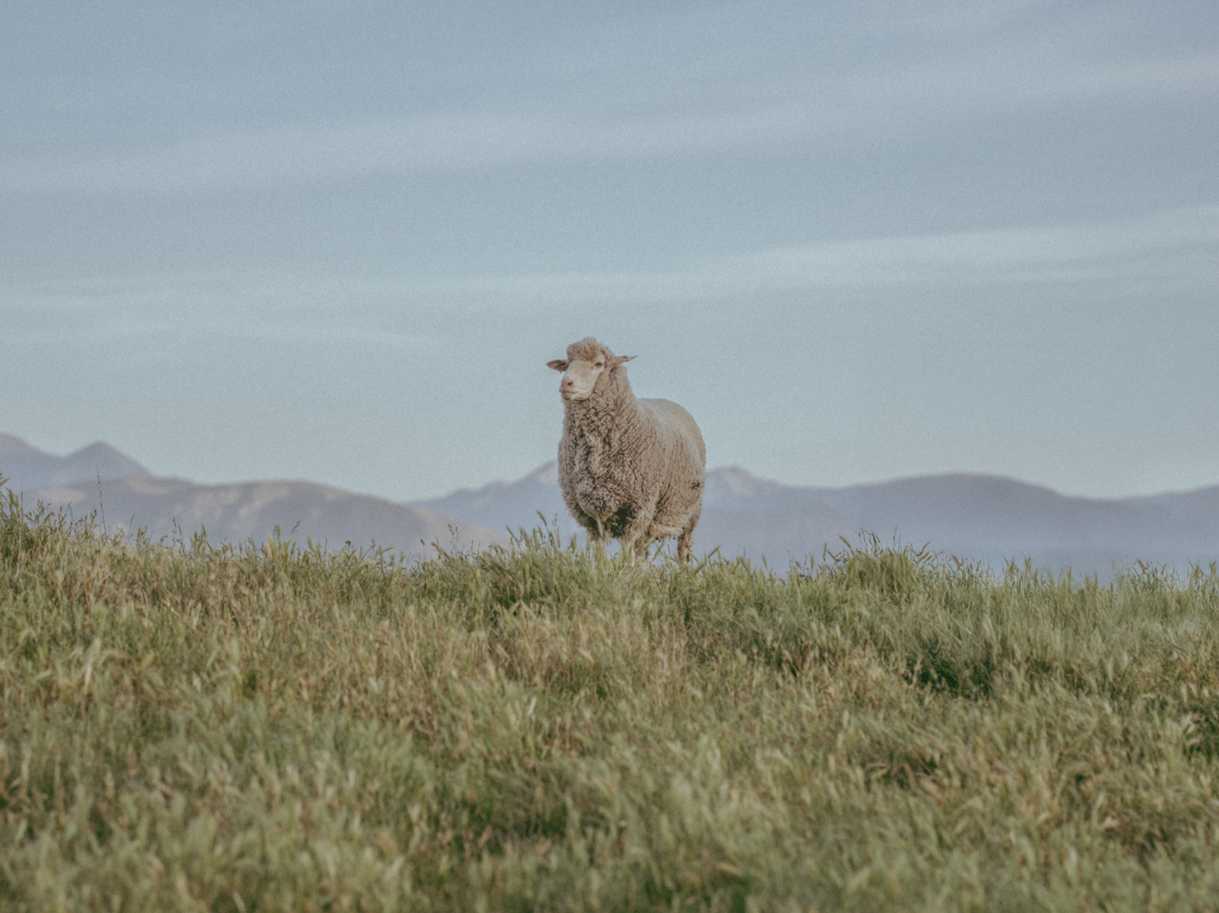 Merino image