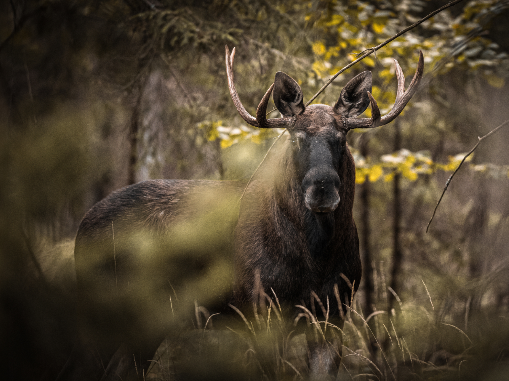 Älg