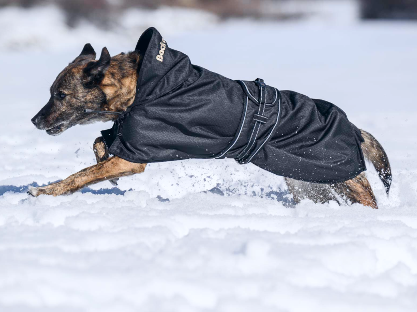 Dekkener & sko til hund