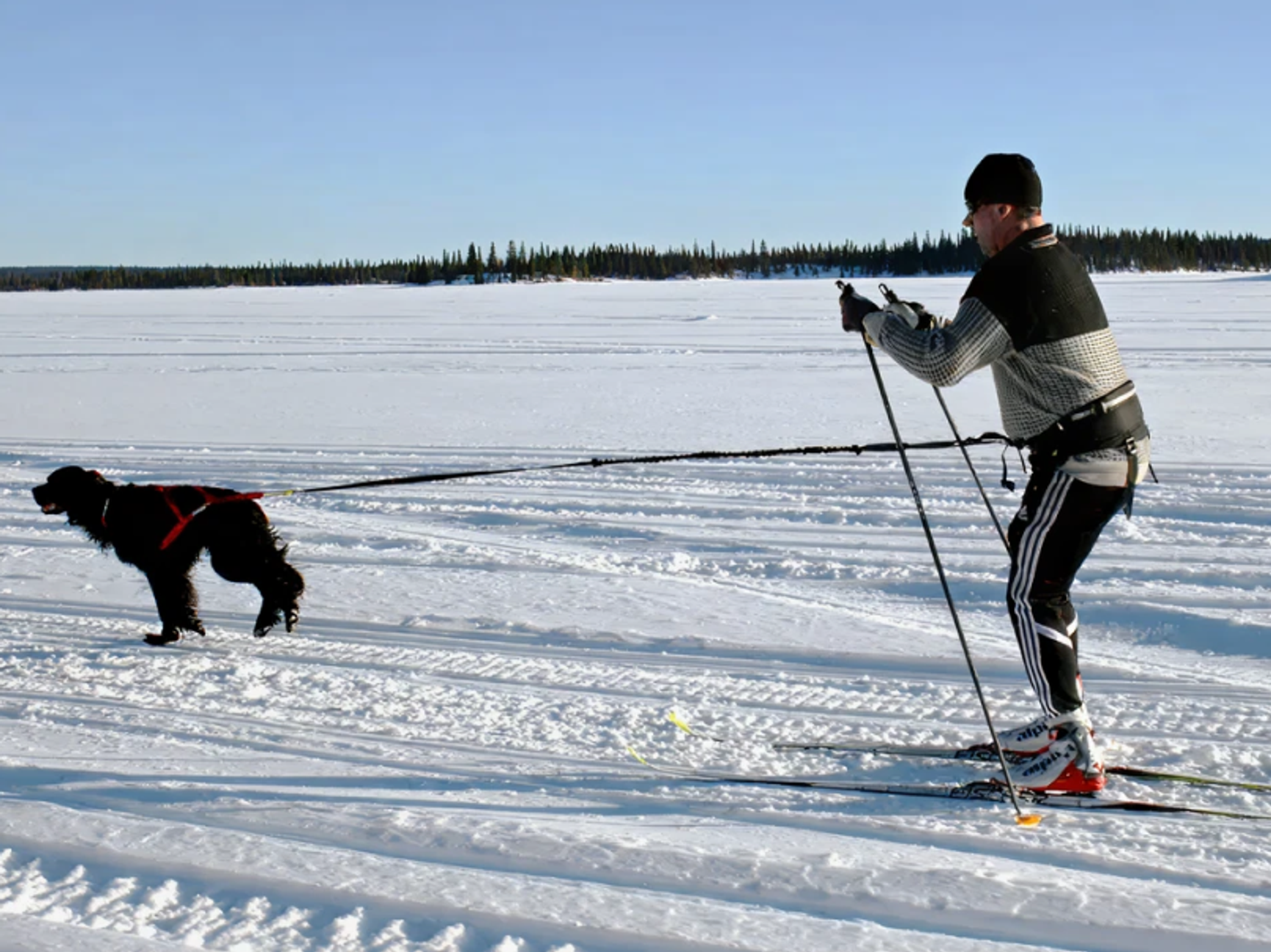 hund som drar skidåkare