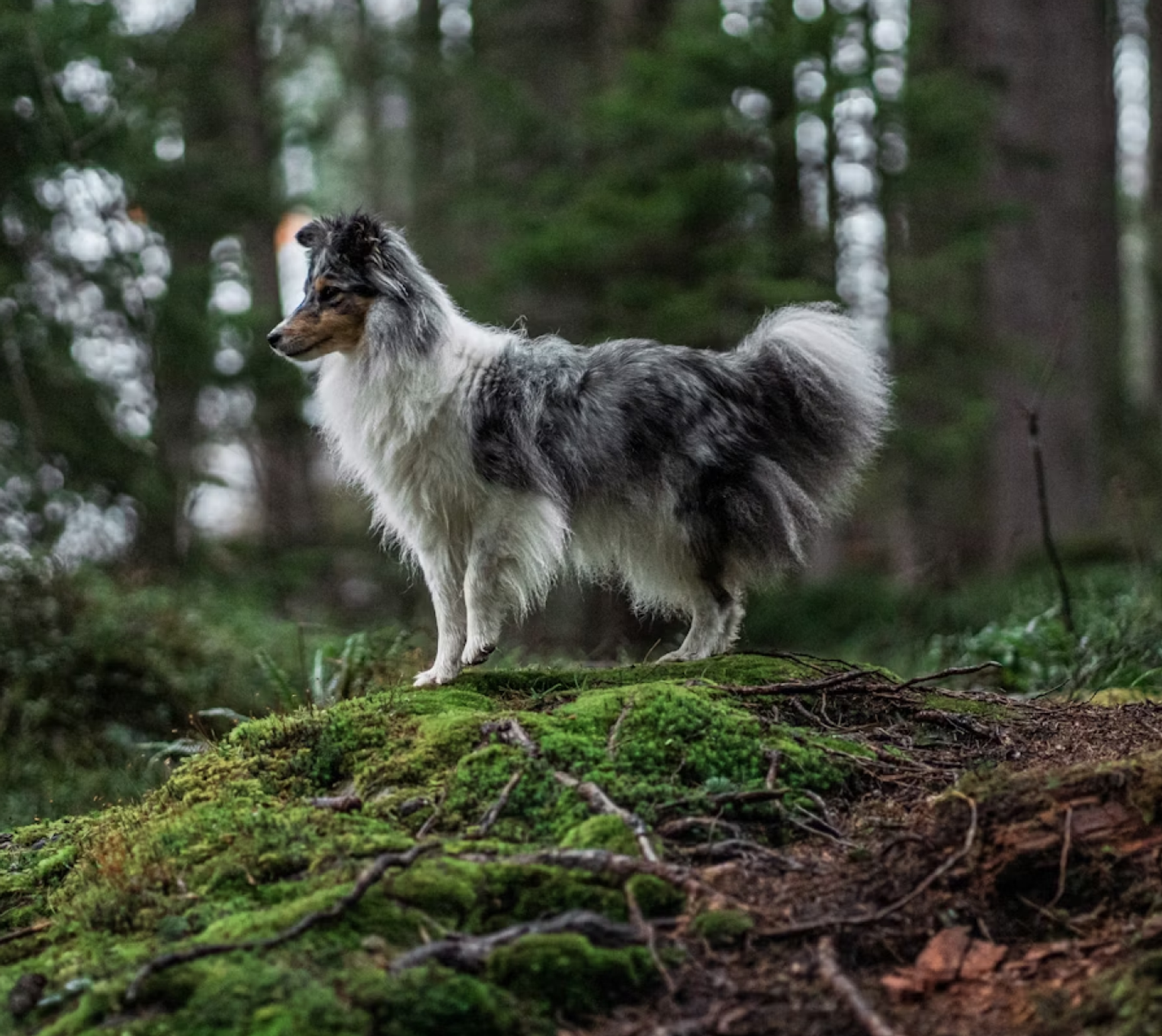 Hund i skogen 
