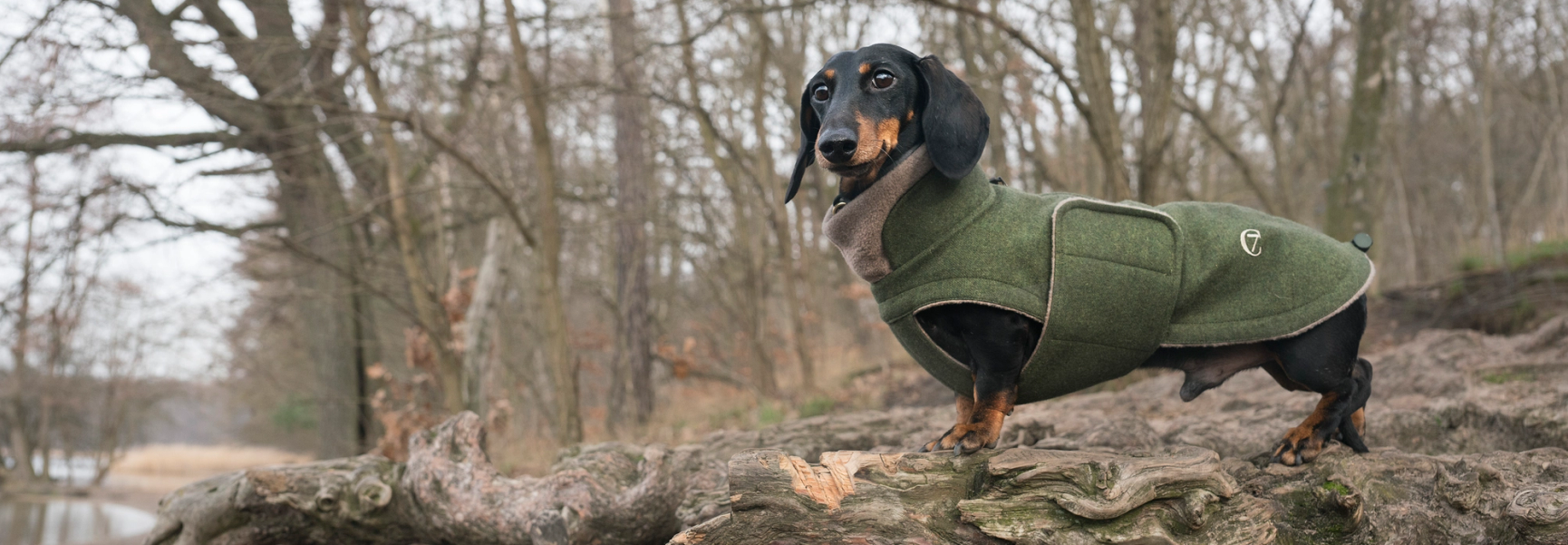 Dachshund