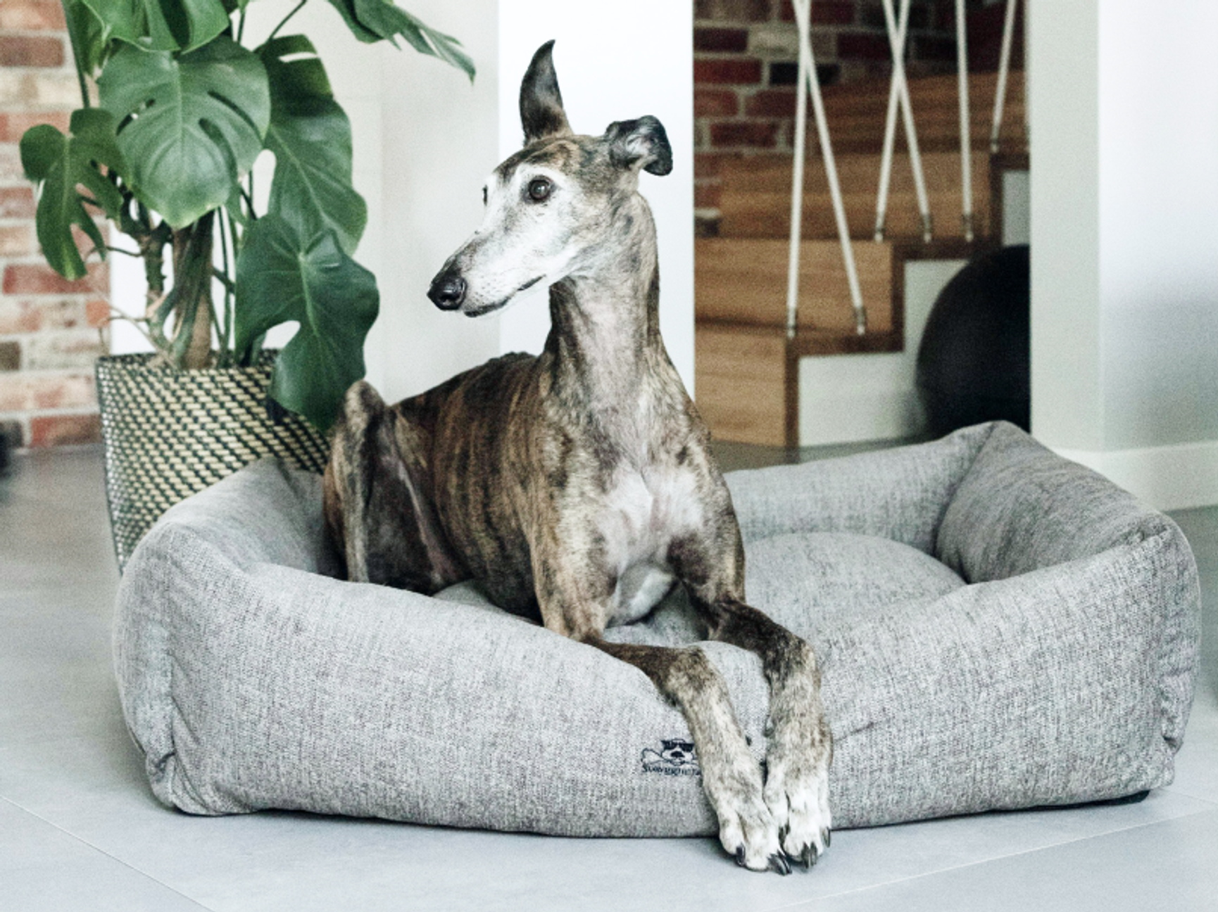 hund som vilar i en hundbädd