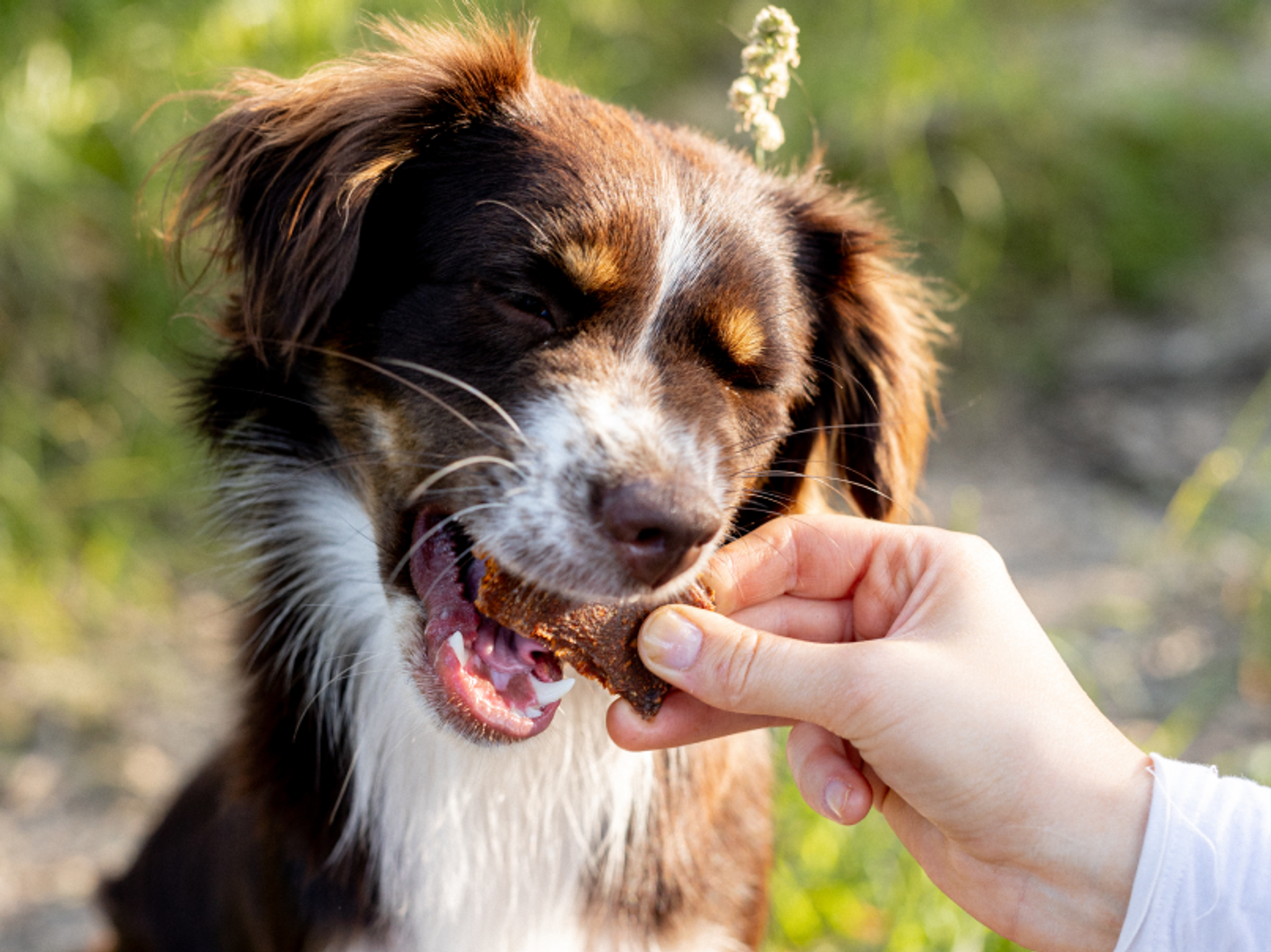 hund som äter hundgodis