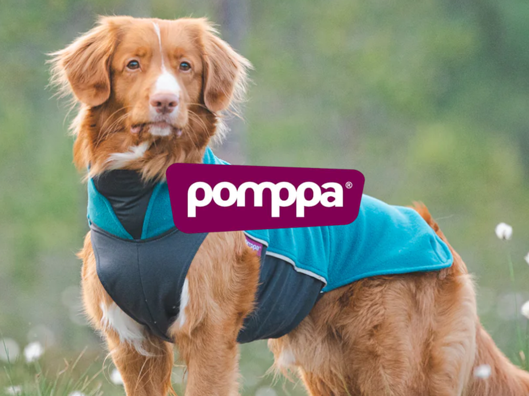 Pomppa