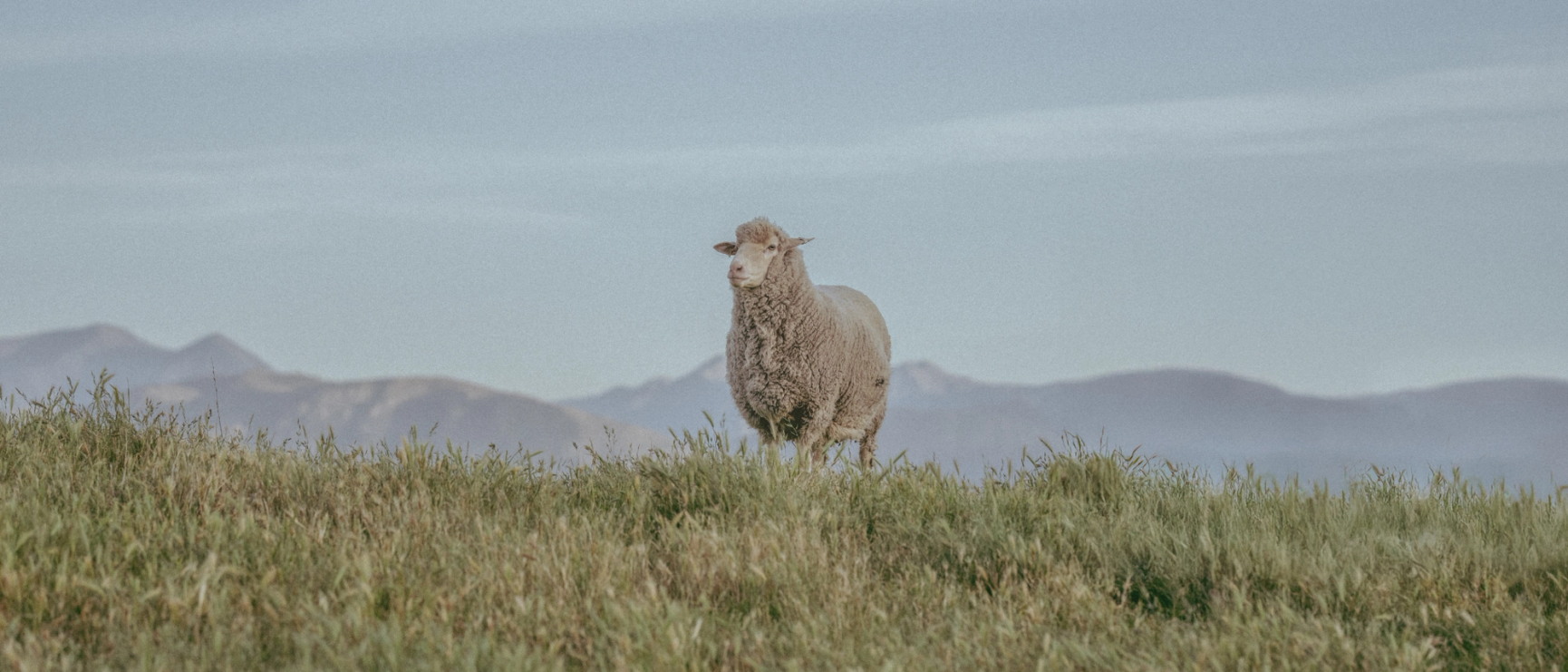 Merino image