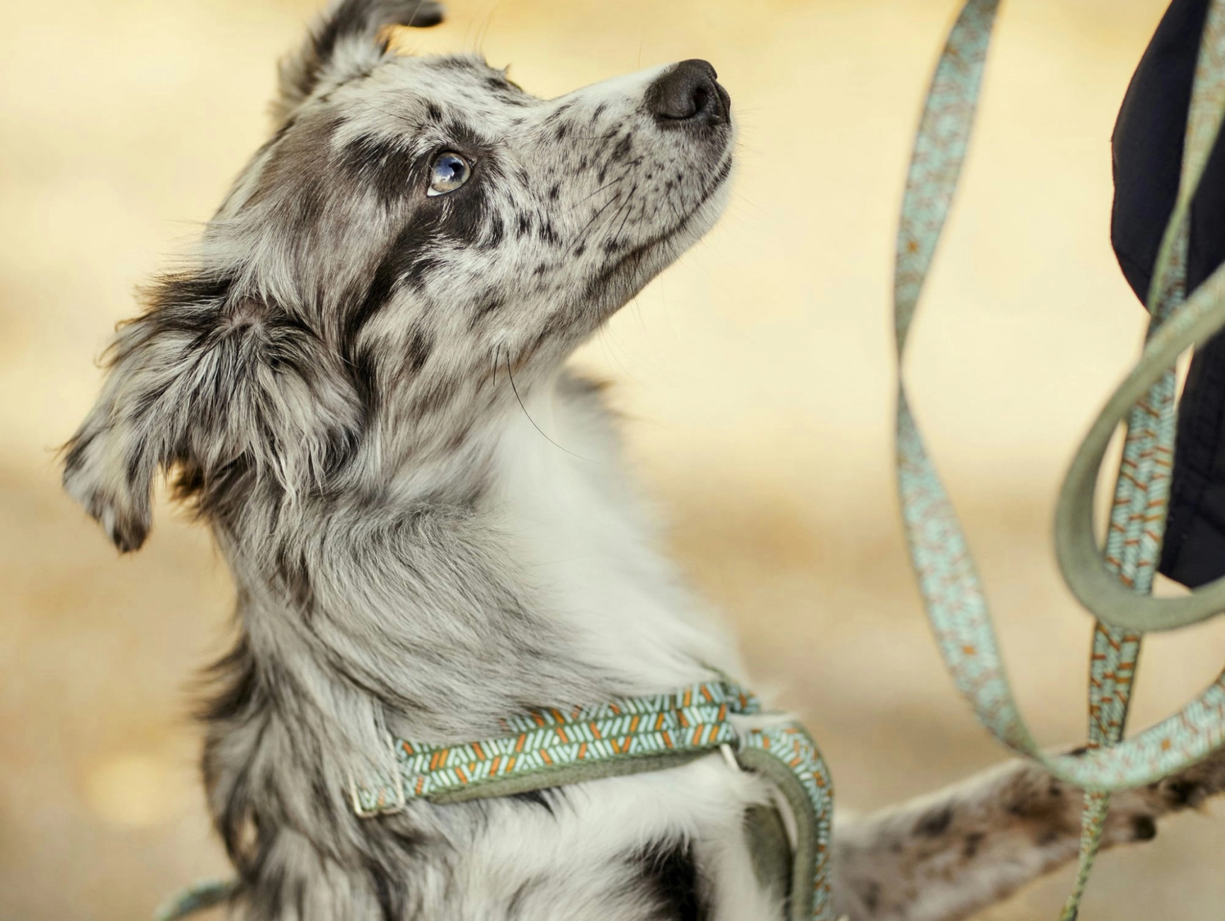 hurtta razzle dazzle