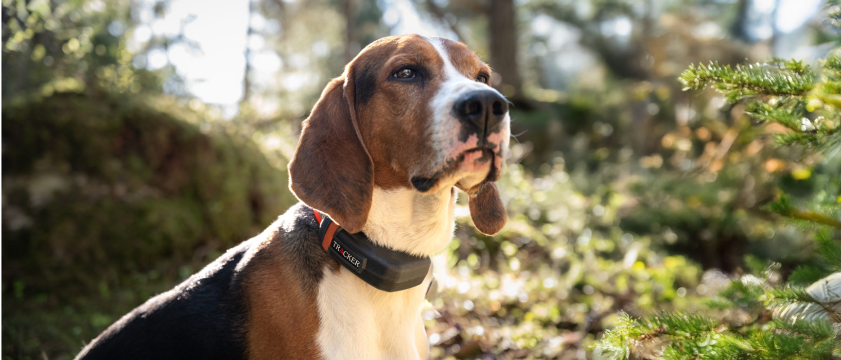 gps og hundpeiler 