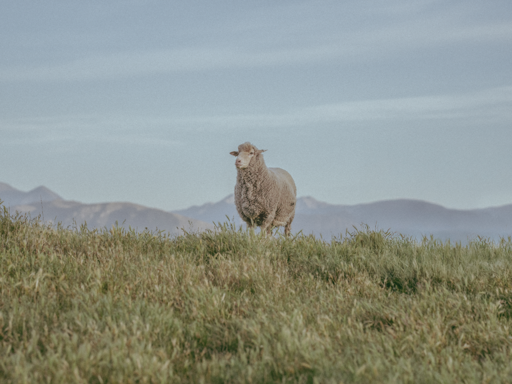 Merino guide