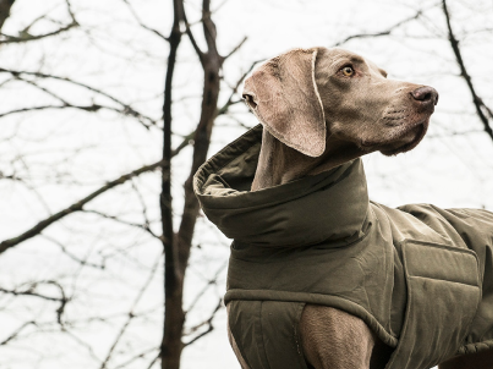 hund med hundtäcke i skogen
